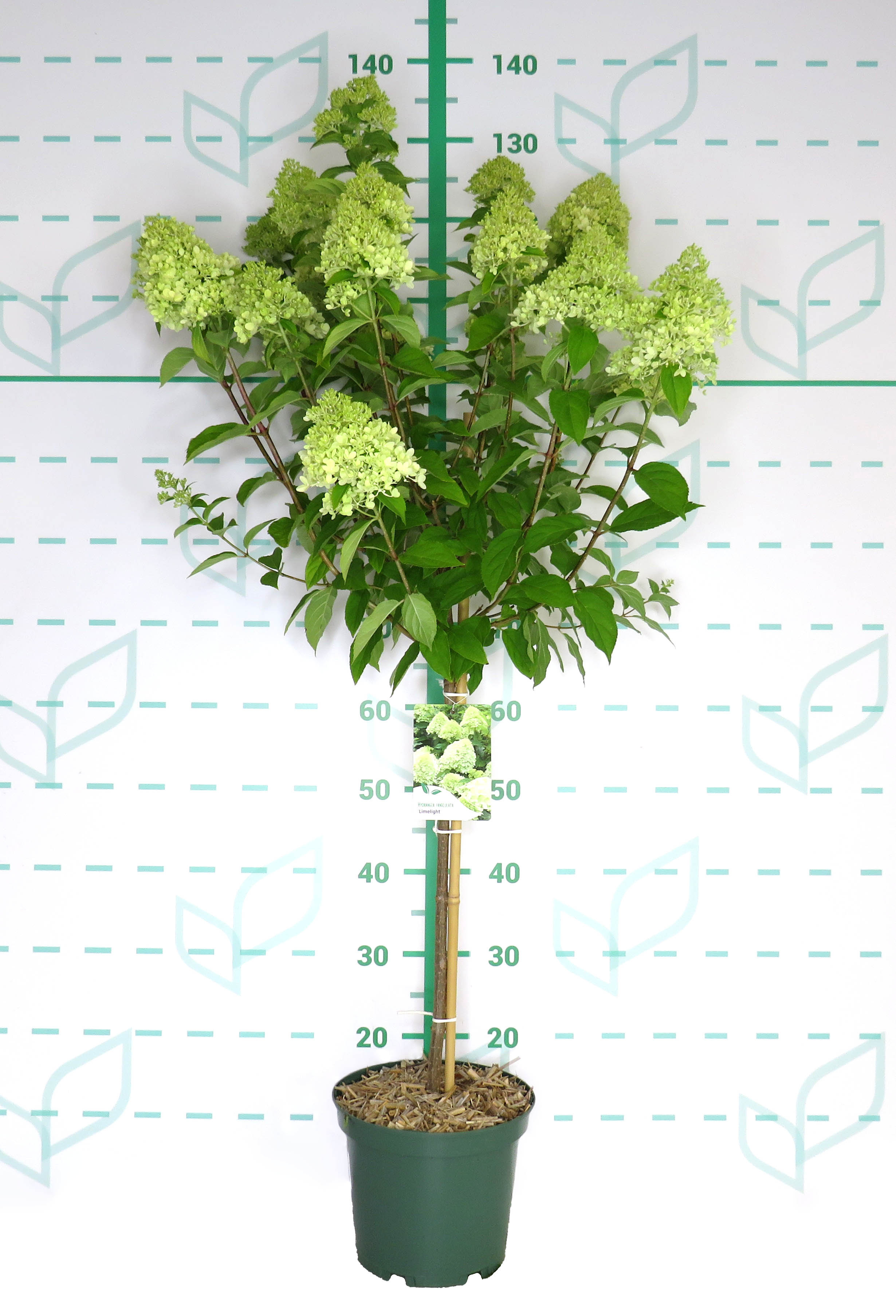 Hydrangea paniculata 5L Ht 65/75 