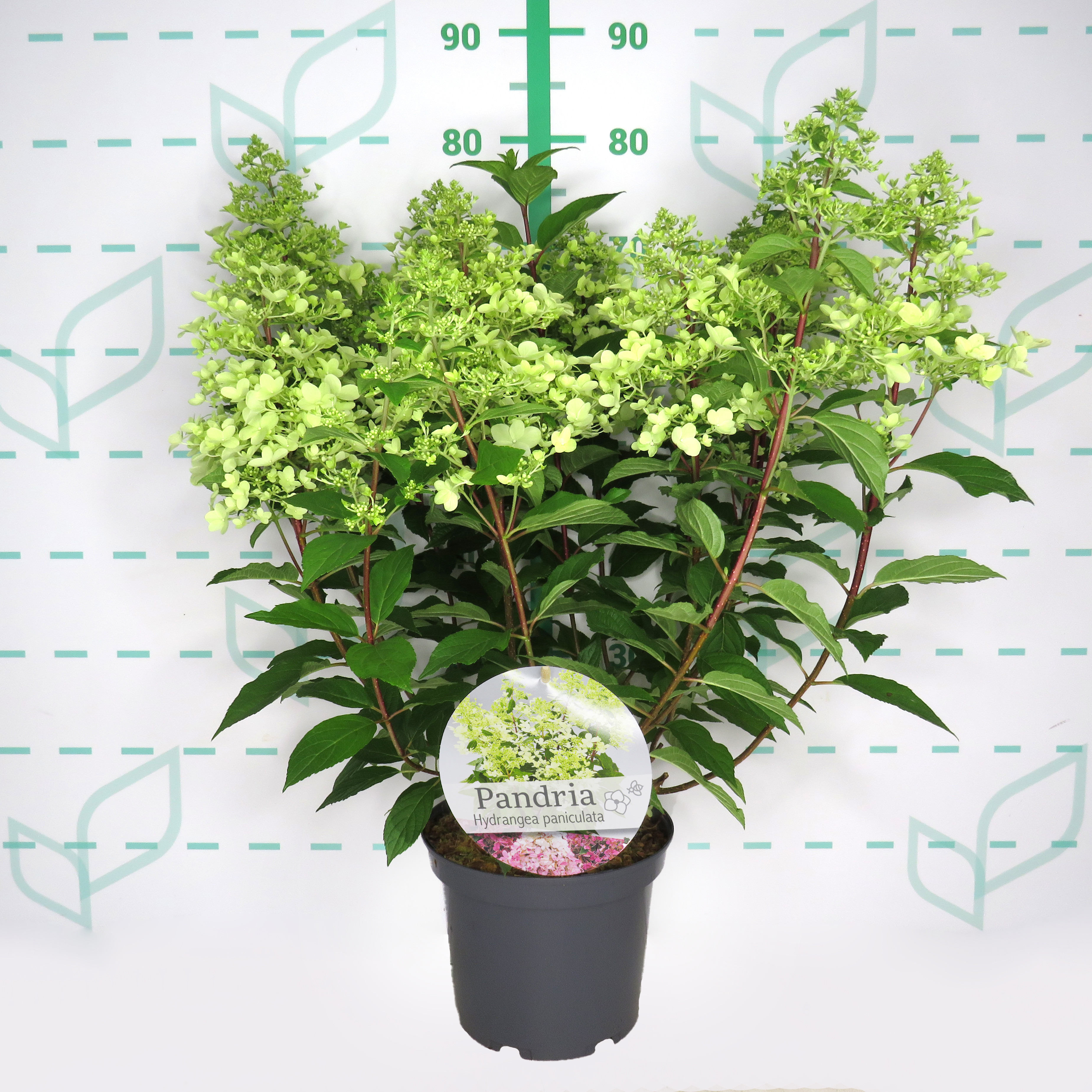 Hydrangea paniculata 5L 45/55 