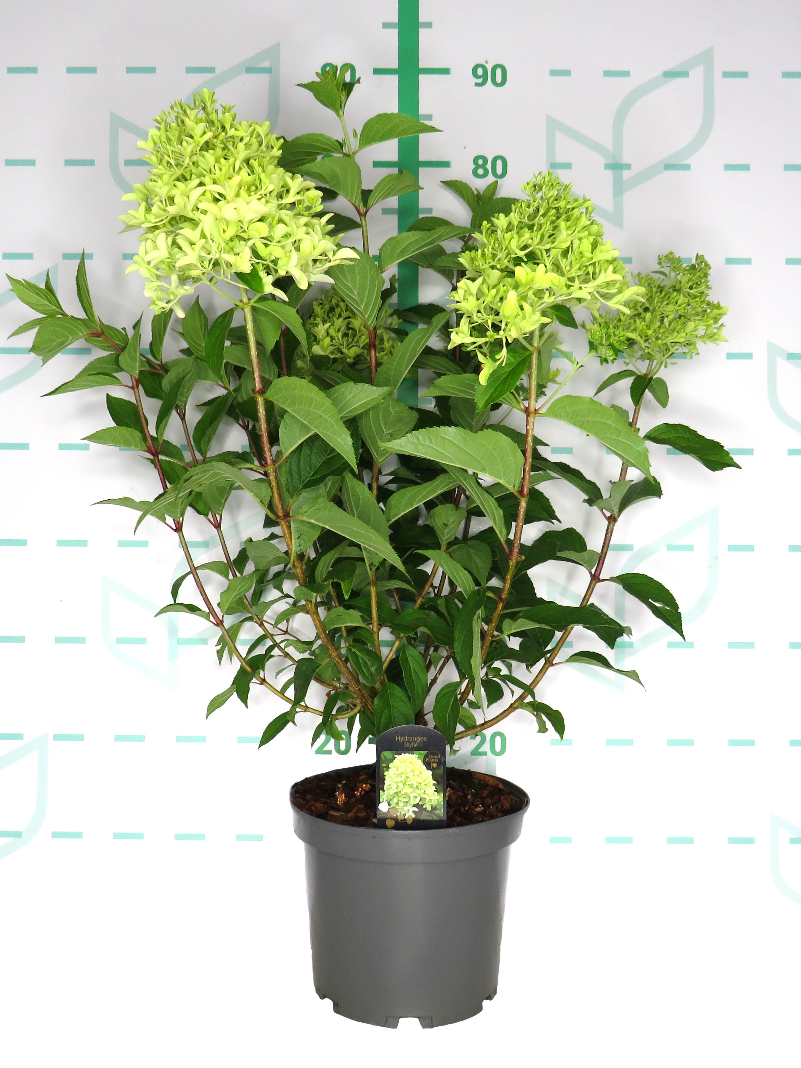 Hydrangea paniculata 5L 40/60 