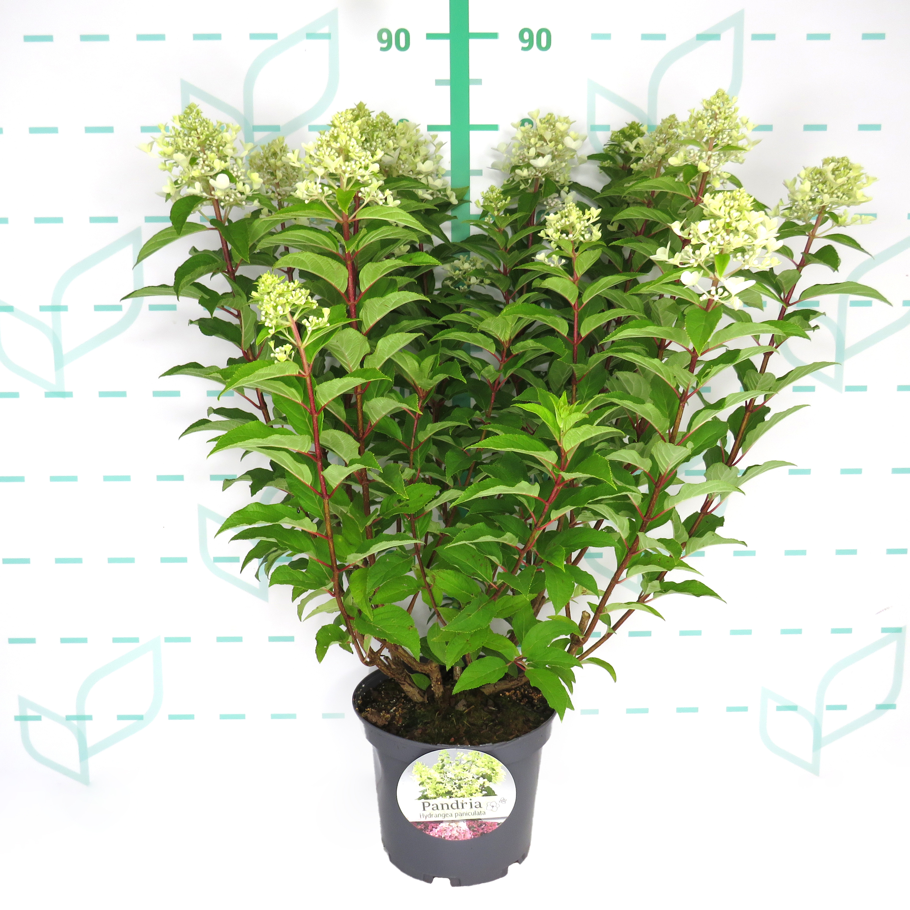 Hydrangea paniculata 5L 45/55 
