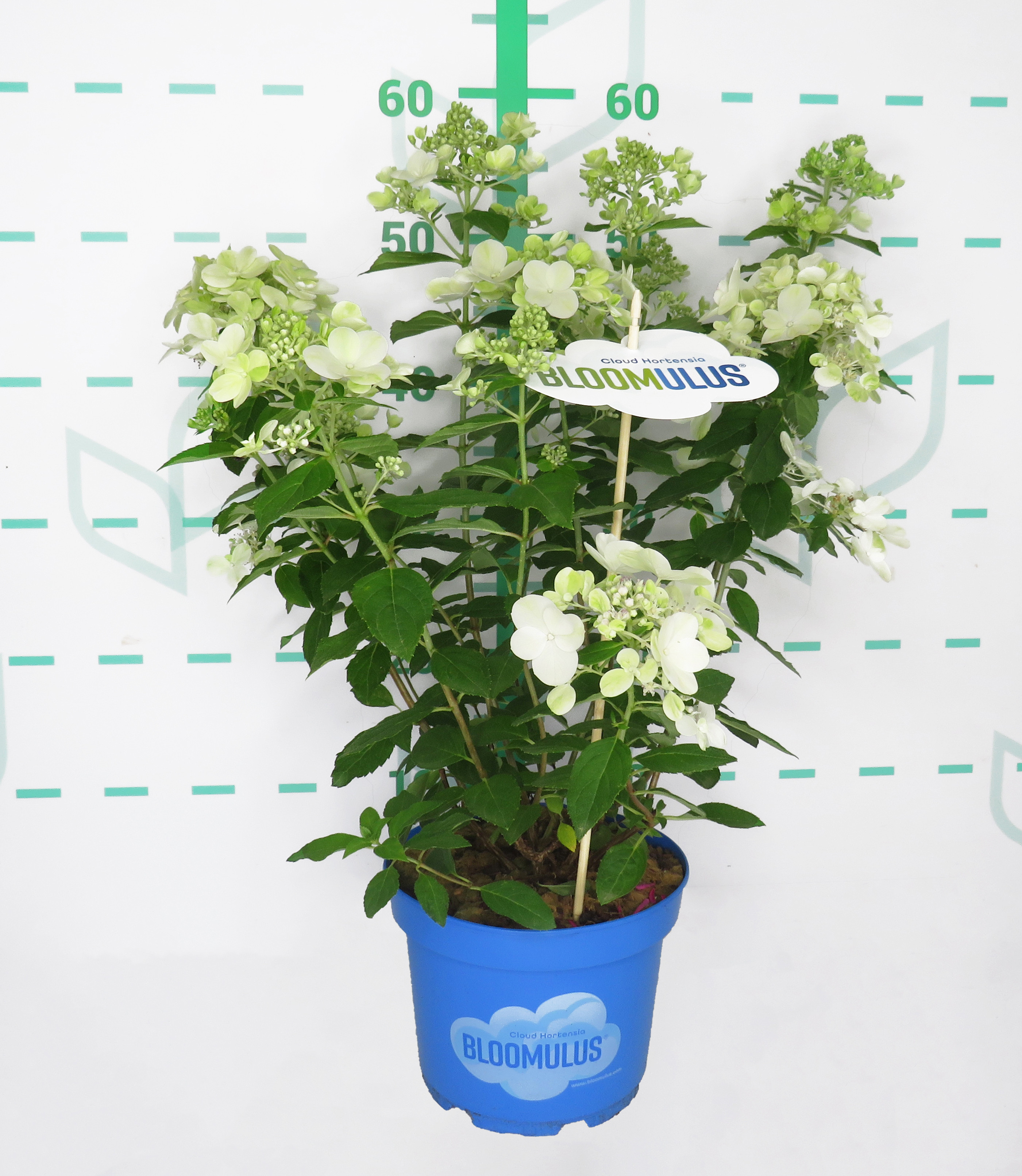 Hydrangea paniculata "Bloomulus" 2.5L 30/35