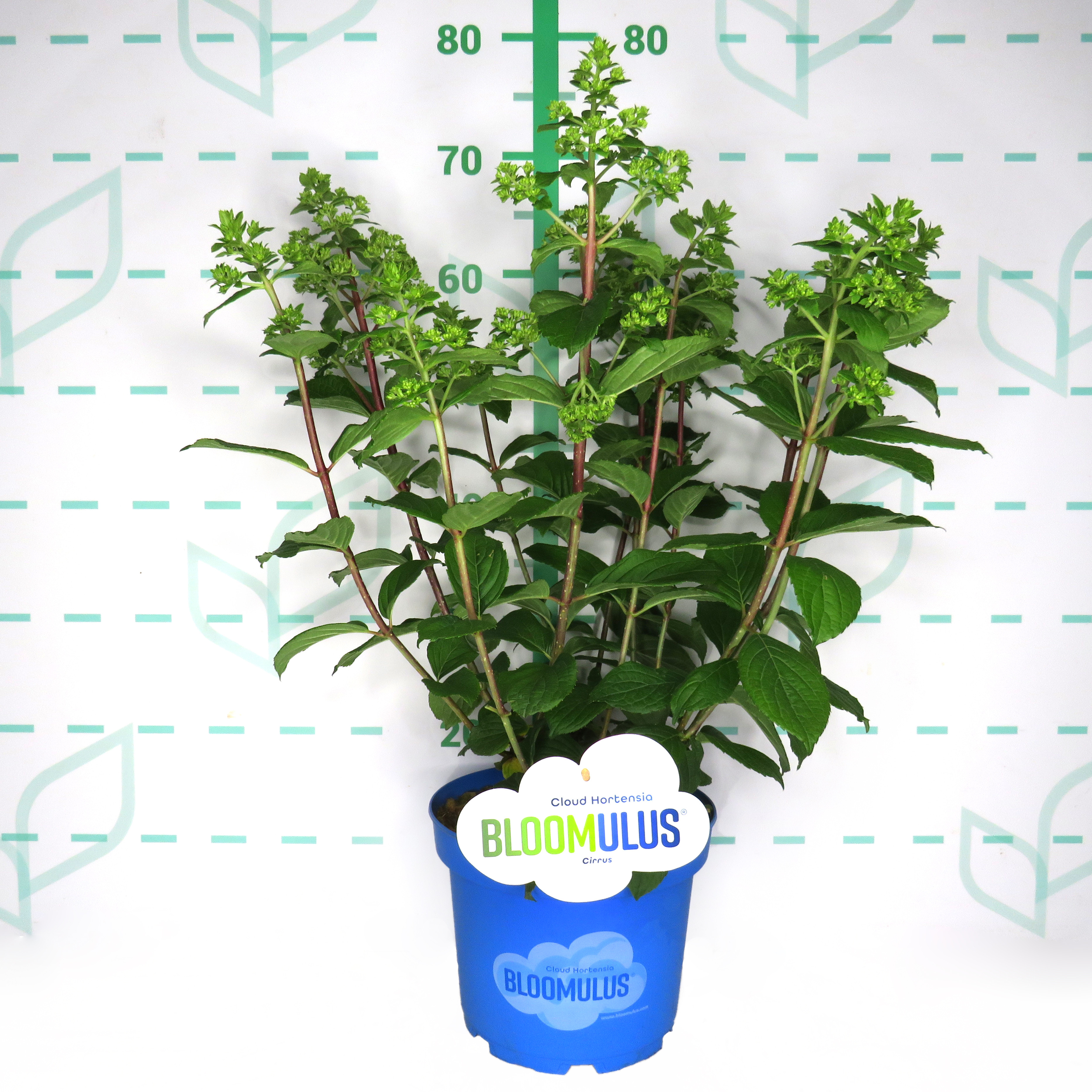 Hydrangea paniculata "Bloomulus" 5L 45/55