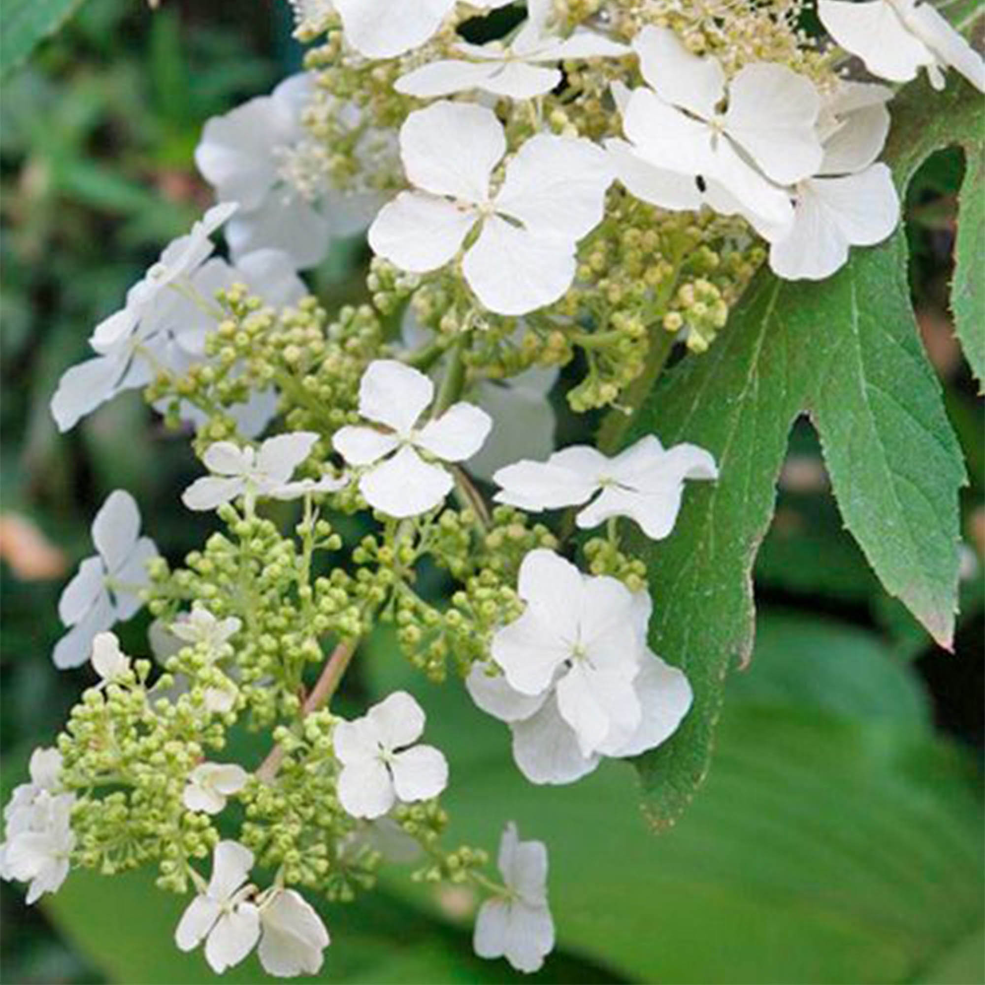 Hydrangea quercifolia 4L 30/35