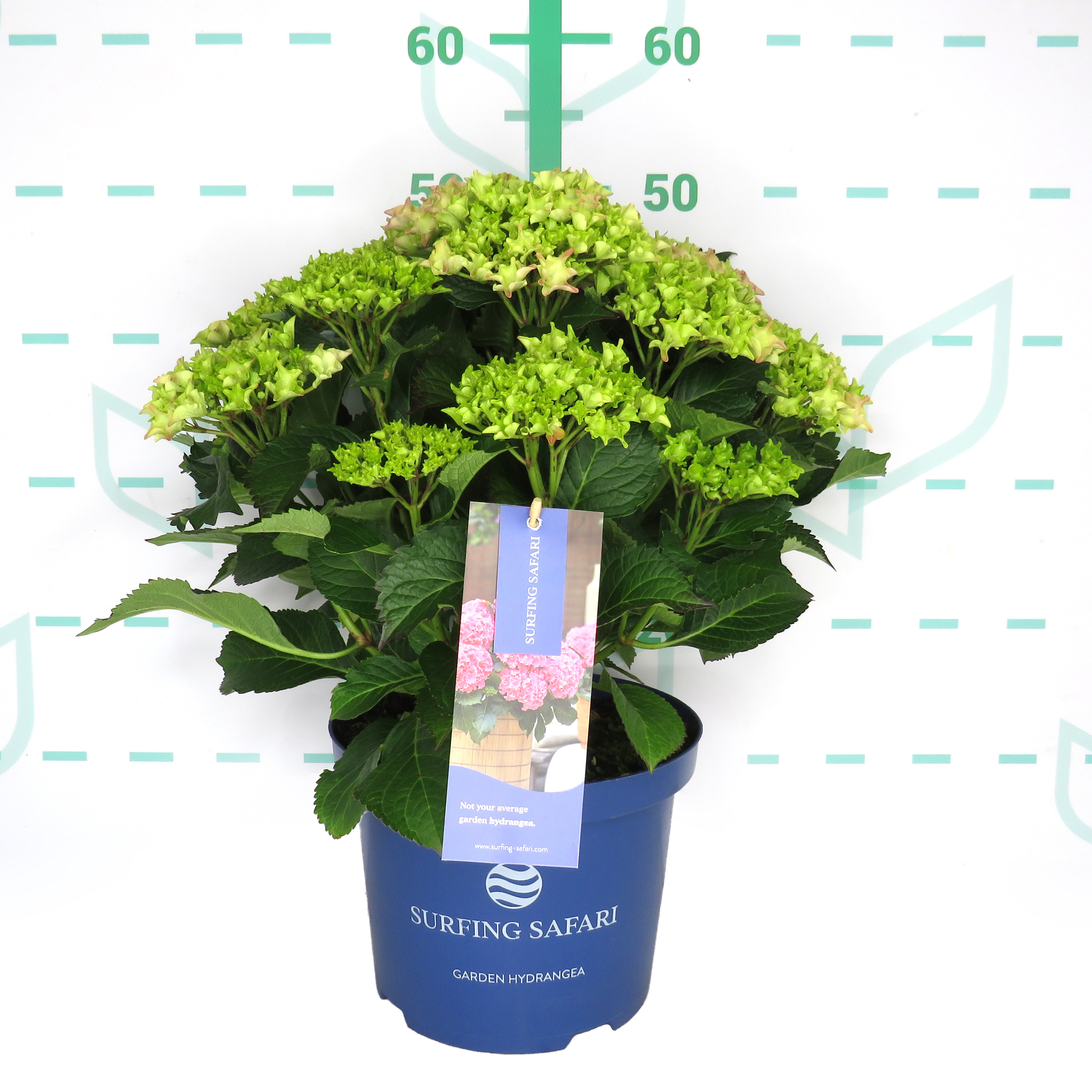 Hydrangea Surfing Safari ® 5L 30/35