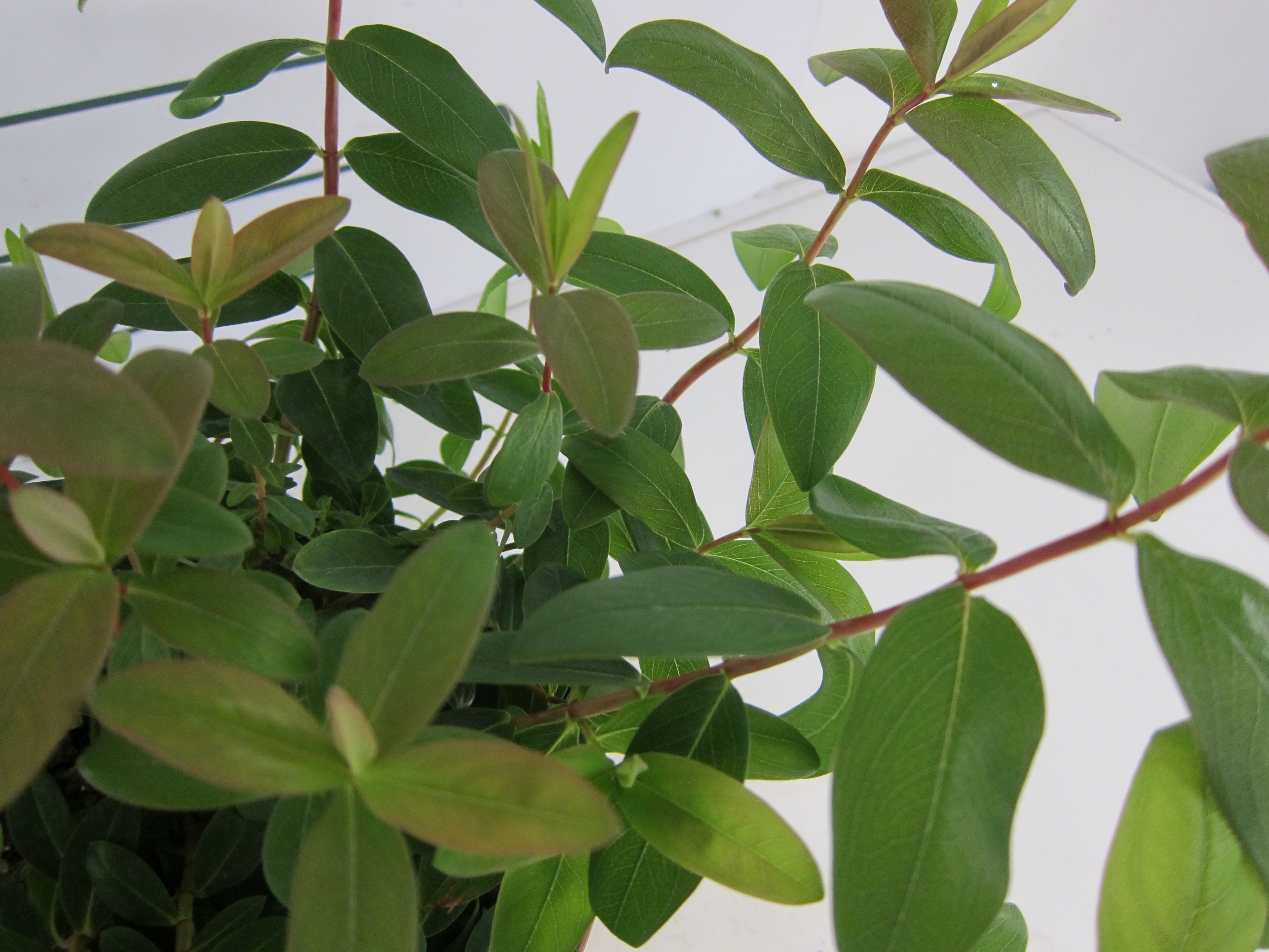 Hypericum calycinum M11