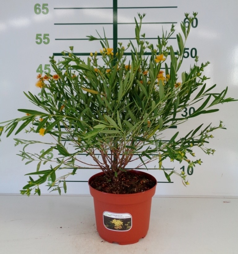 Hypericum kalmianum "Gemo" 3L 20/30