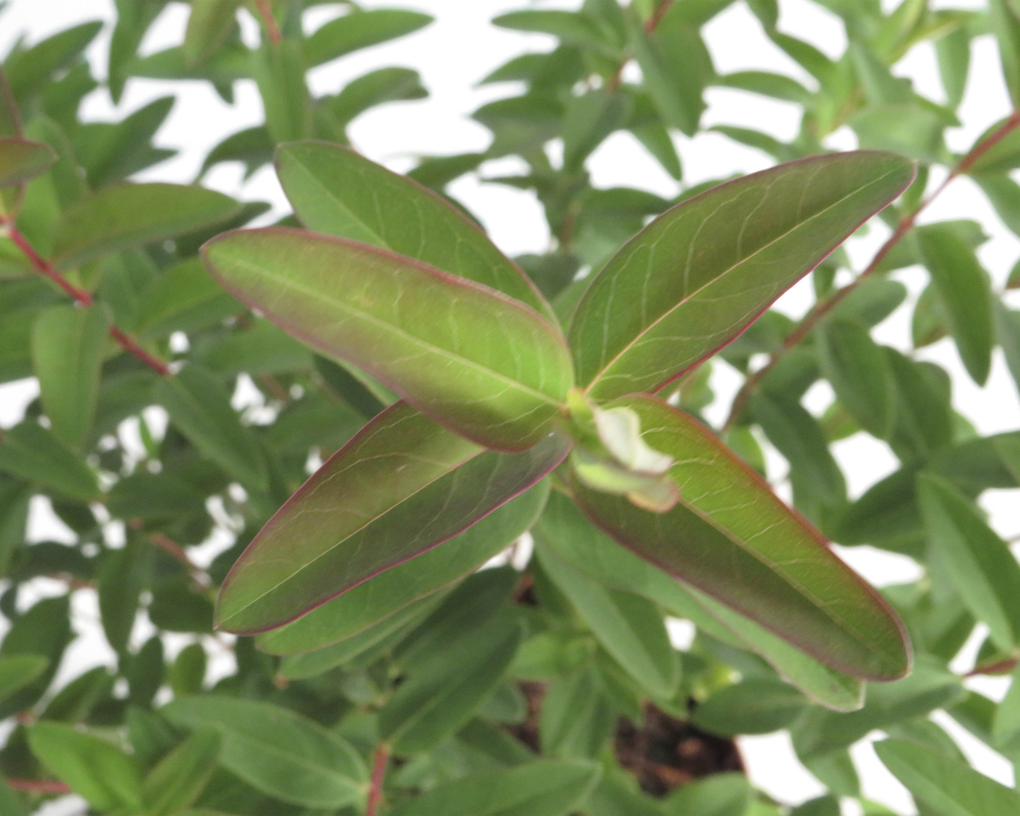 Hypericum "Hidcote" 3L  20/30