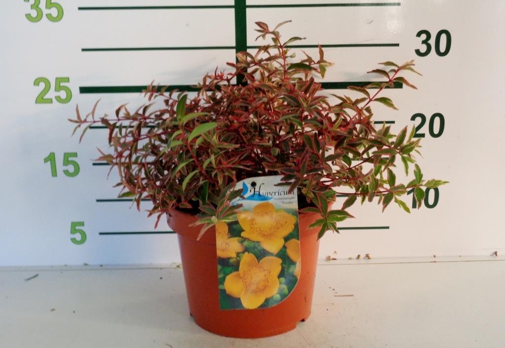Hypericum x moserianum "Tricolor" 3L 20/30 