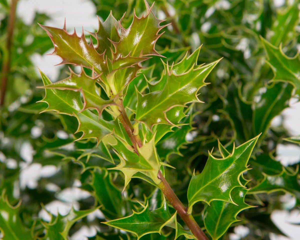 Ilex aquifolium "Alaska" 18L Cuadrada Ht 80/85