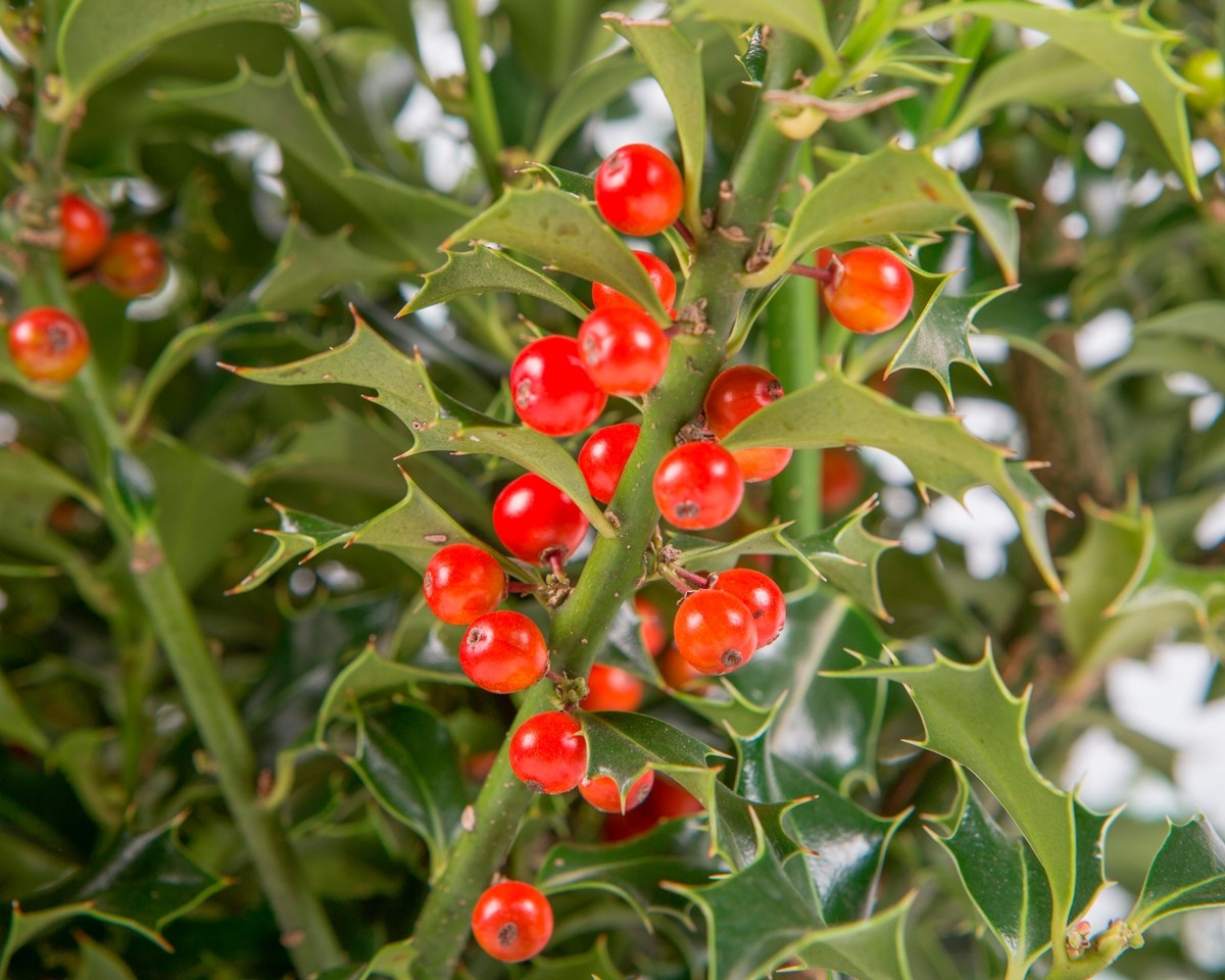 Ilex aquifolium "Alaska" 5L Deco Ht 30/40 60/80