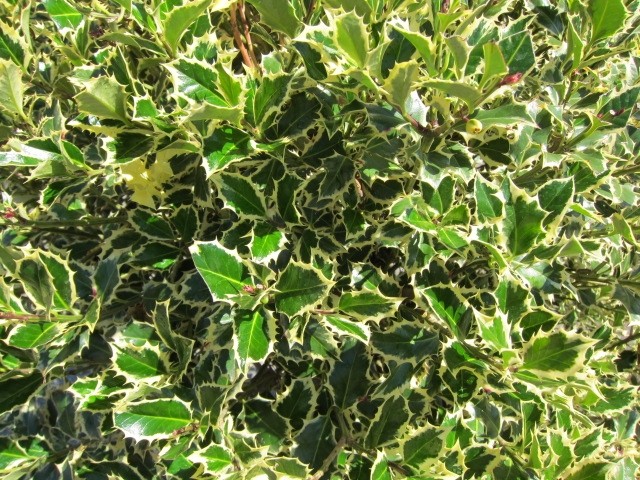 Ilex aquifolium "Argentea Marginata" 10L 40/50