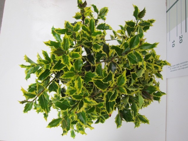 Ilex aquifolium "Madame Briot" 10L Deco 70/ 80 Ht 40