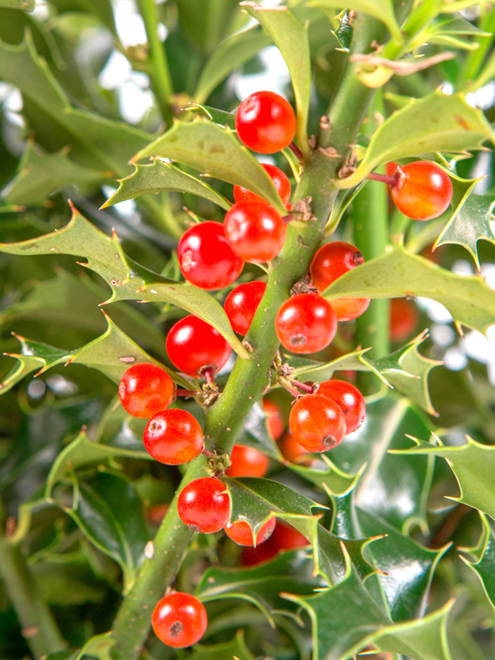 Ilex aquifolium "Alaska" 6L 30/35