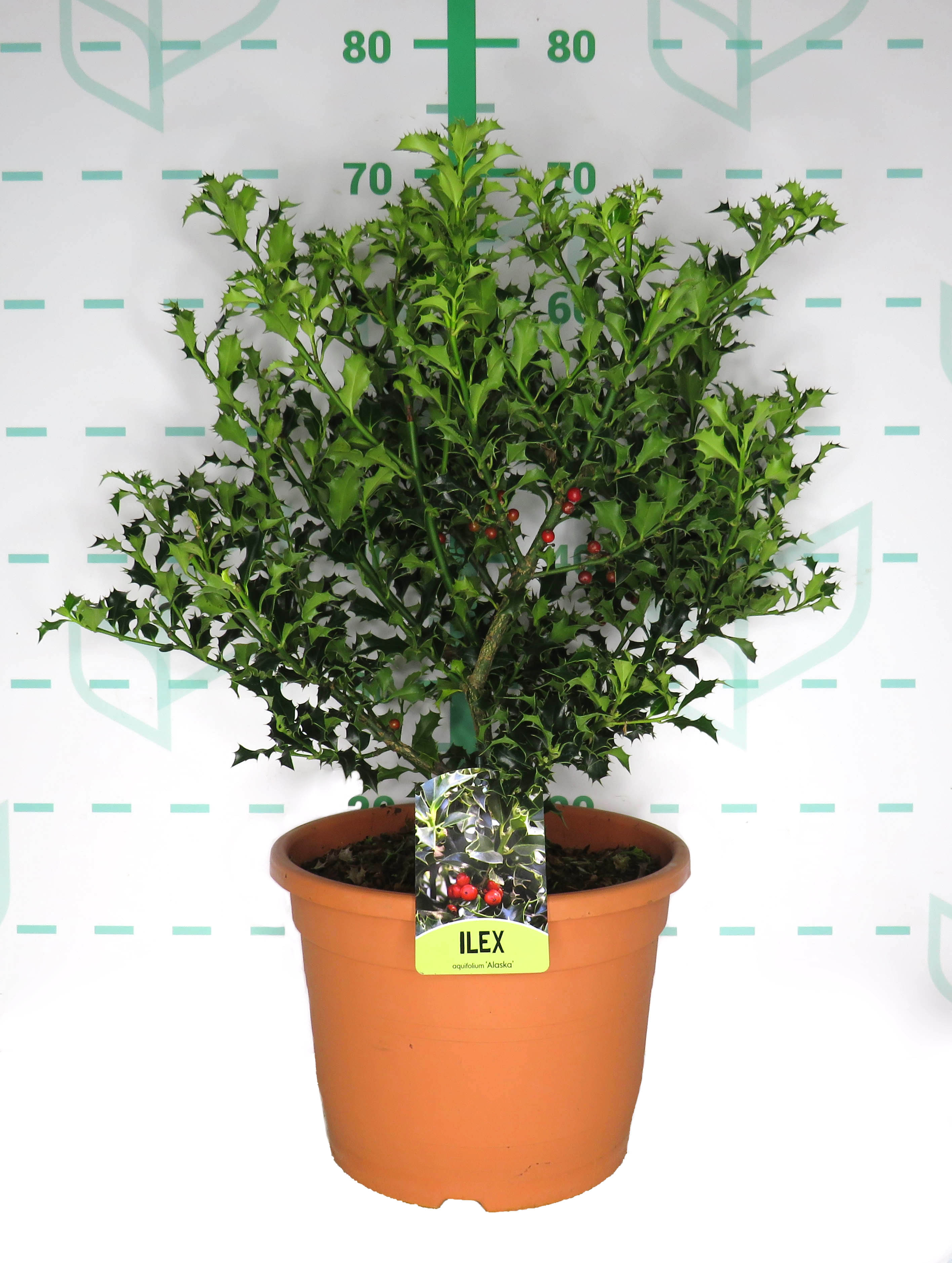 Ilex aquifolium "Alaska" 10L 35/40