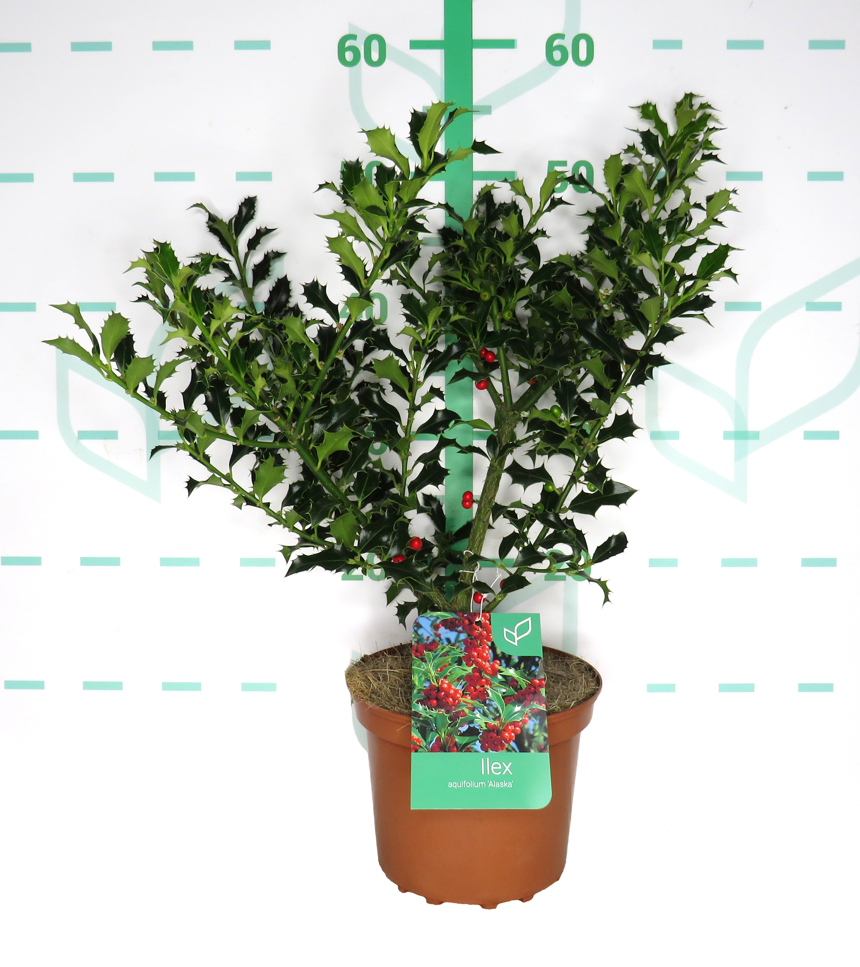 Ilex aquifolium "Alaska" 2.5L Deco 25/35