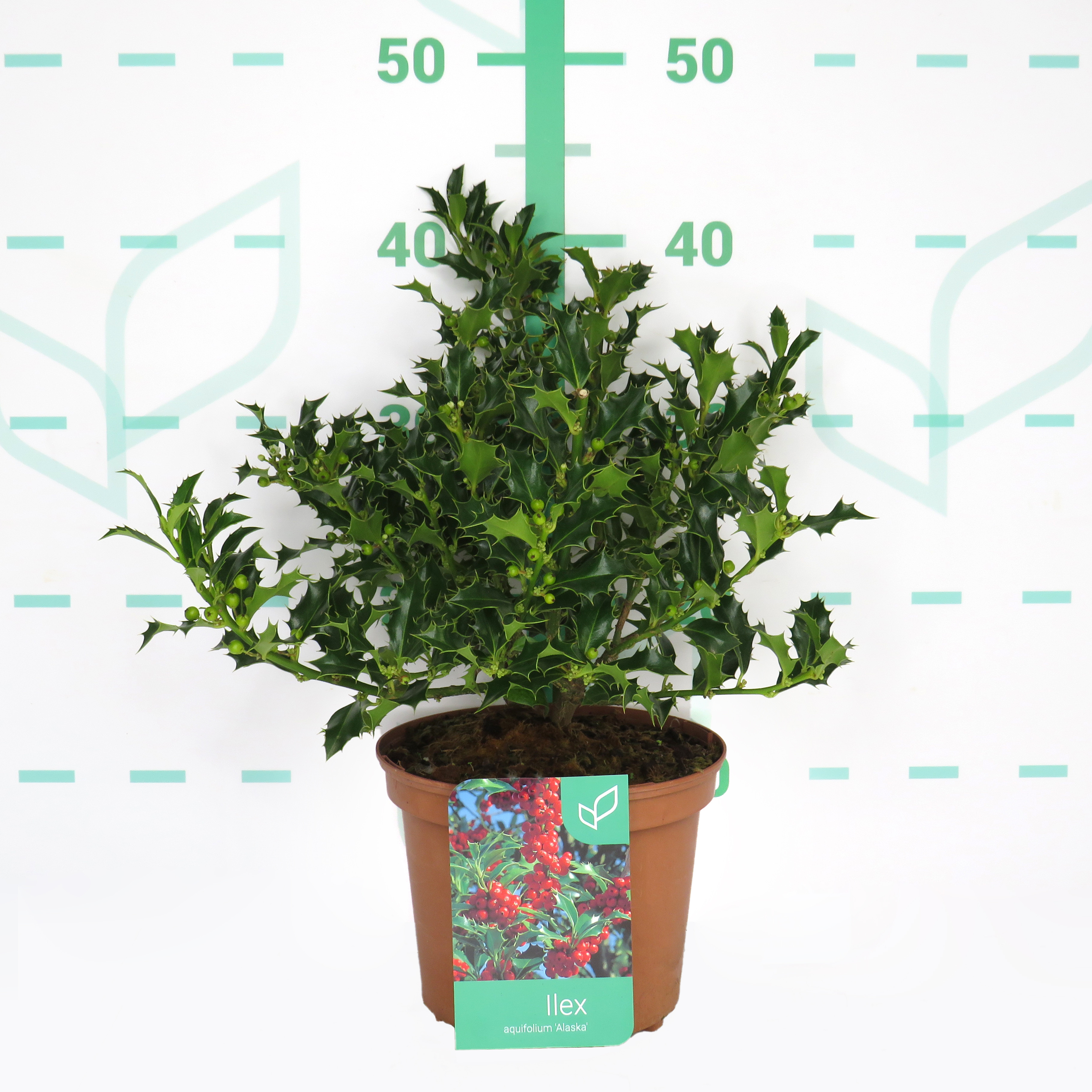 Ilex aquifolium "Alaska" 2.5L Deco 25/35