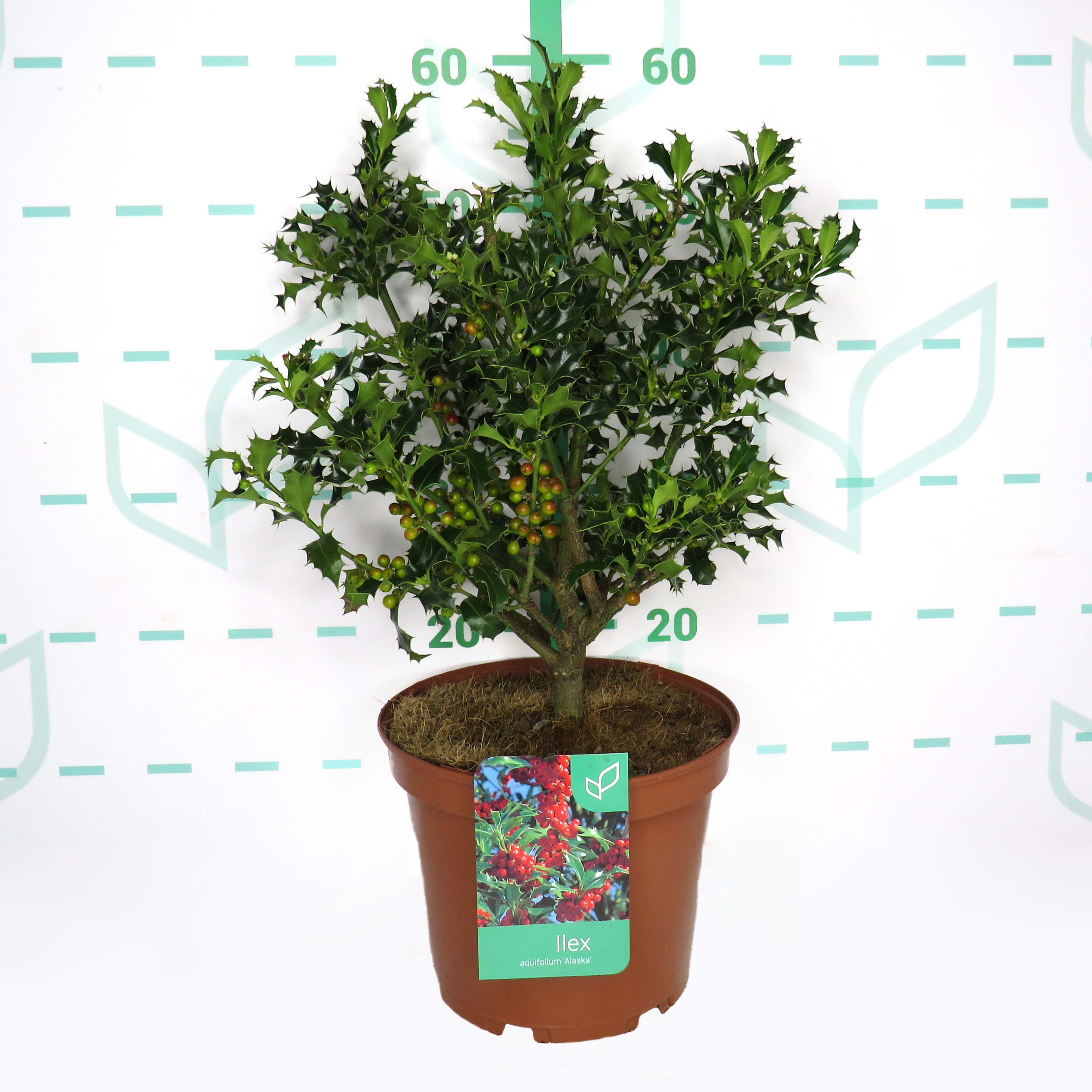 Ilex aquifolium "Alaska" 5L 35/45
