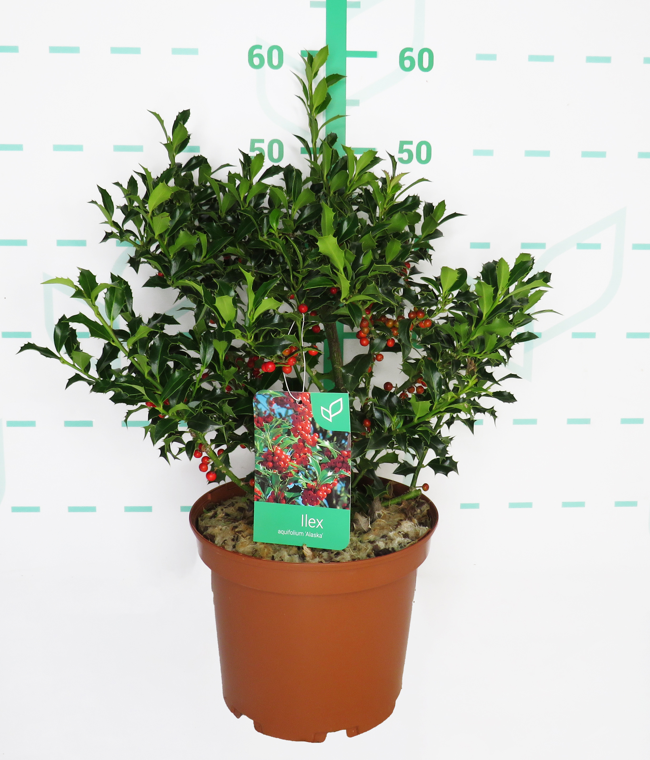 Ilex aquifolium "Alaska" 5L Deco Ht 30/40 60/80