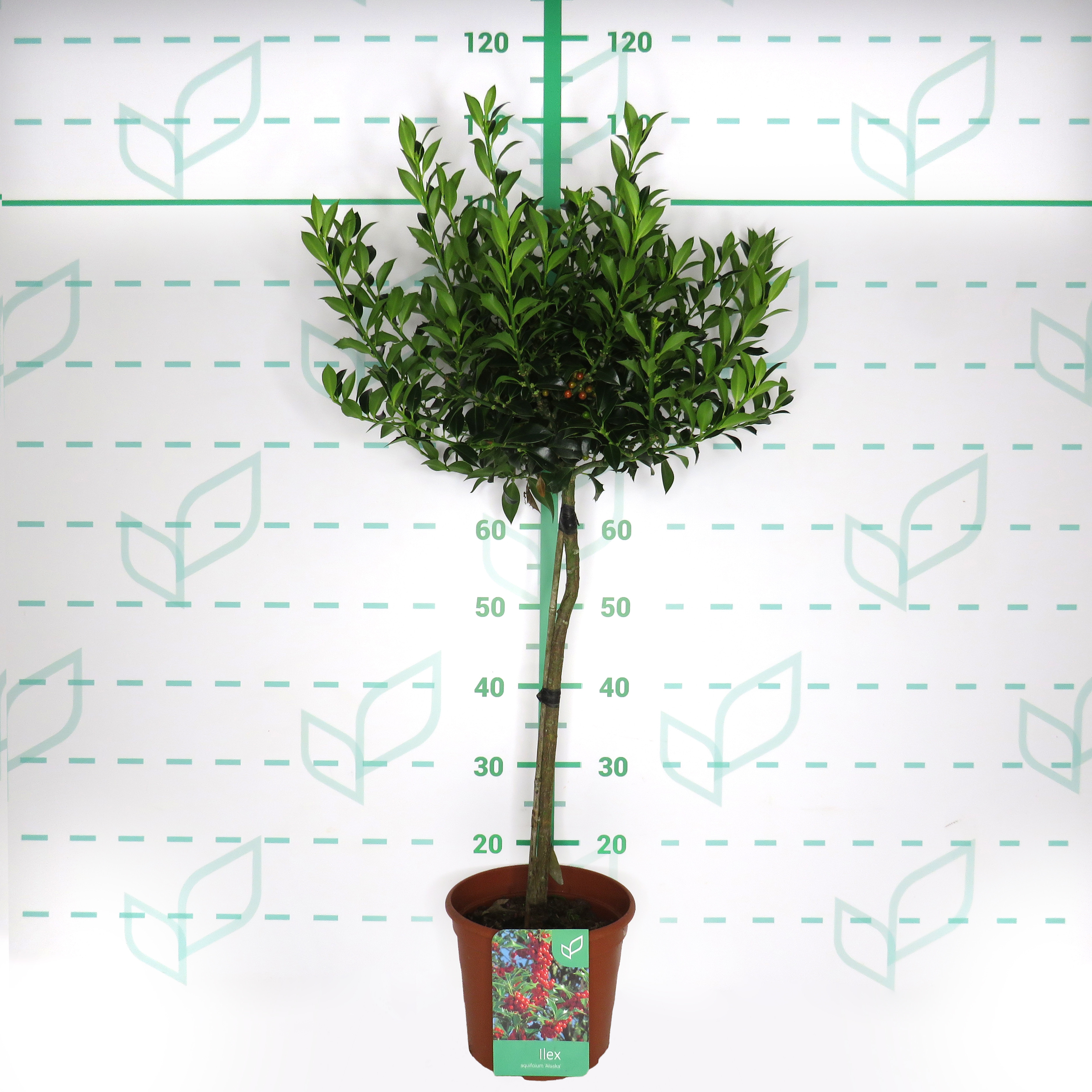 Ilex aquifolium "Alaska" 5L Deco Ht 30/40 60/80