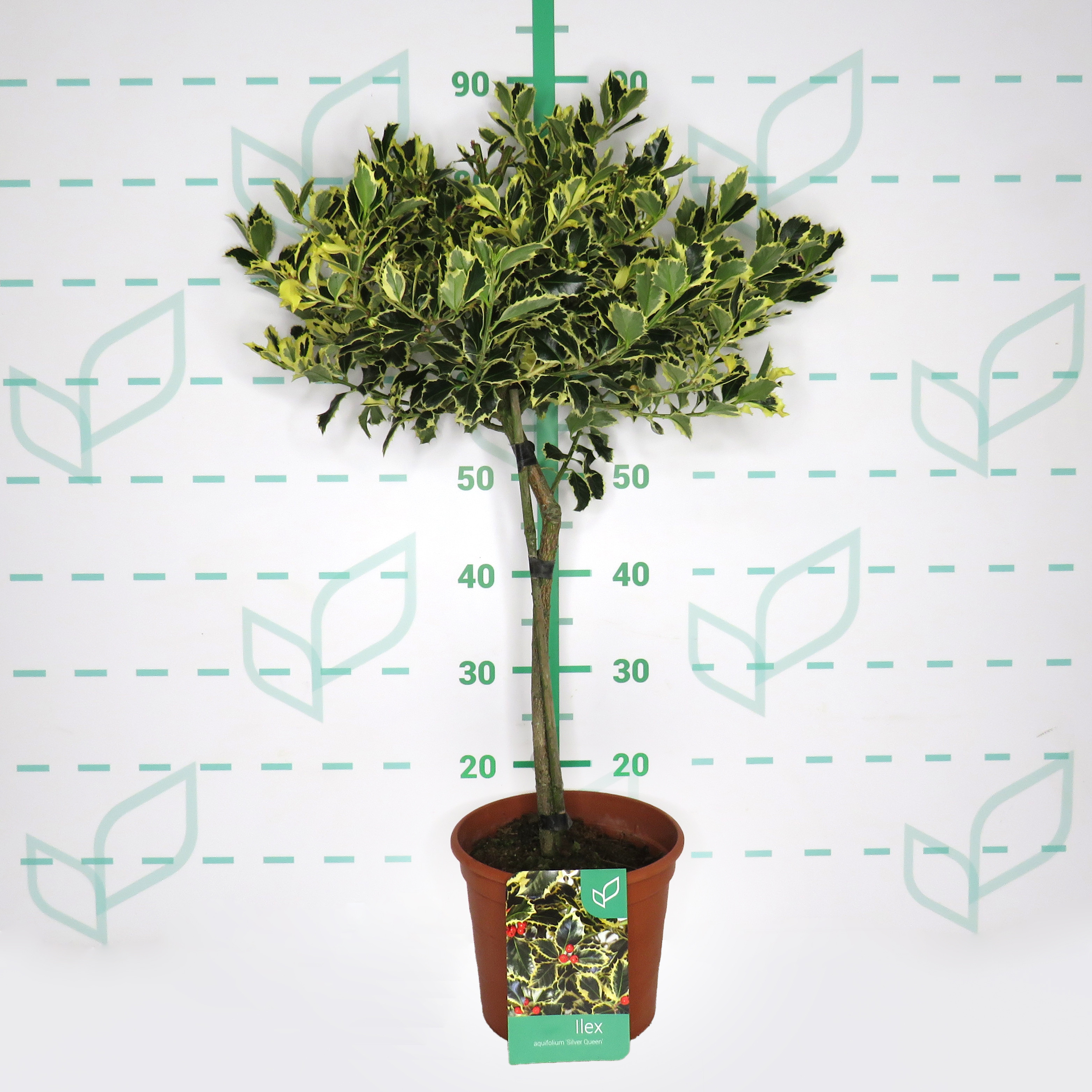 Ilex aquifolium "Silver Queen" 5L Ht 30/40 60/80