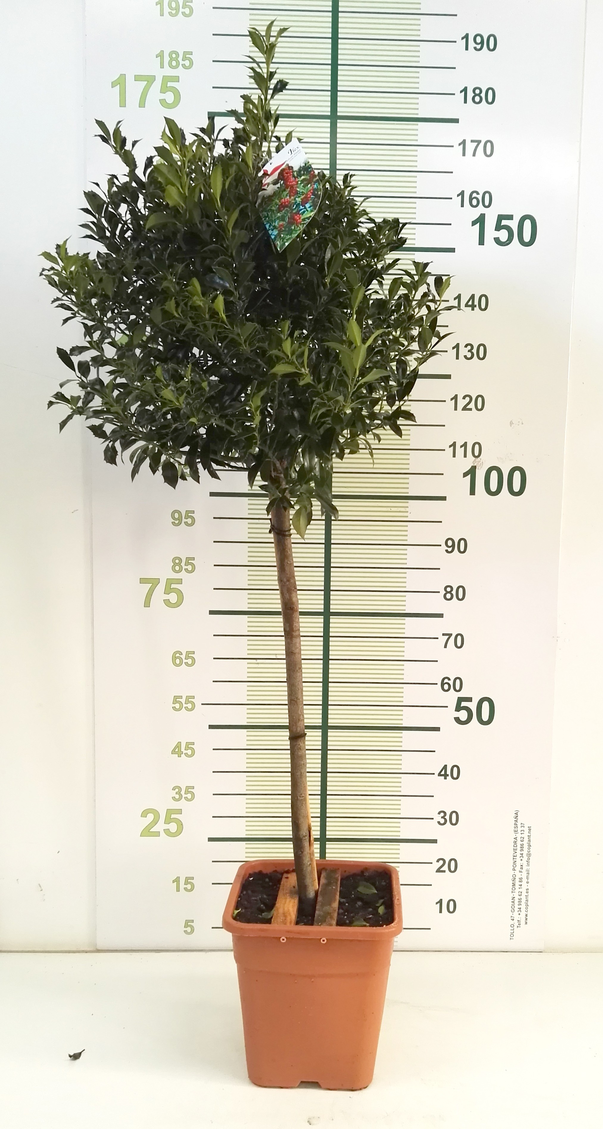 Ilex "Blue Maid" 9L Cuadrada Ht 40/50 80/100 (Mini copa)