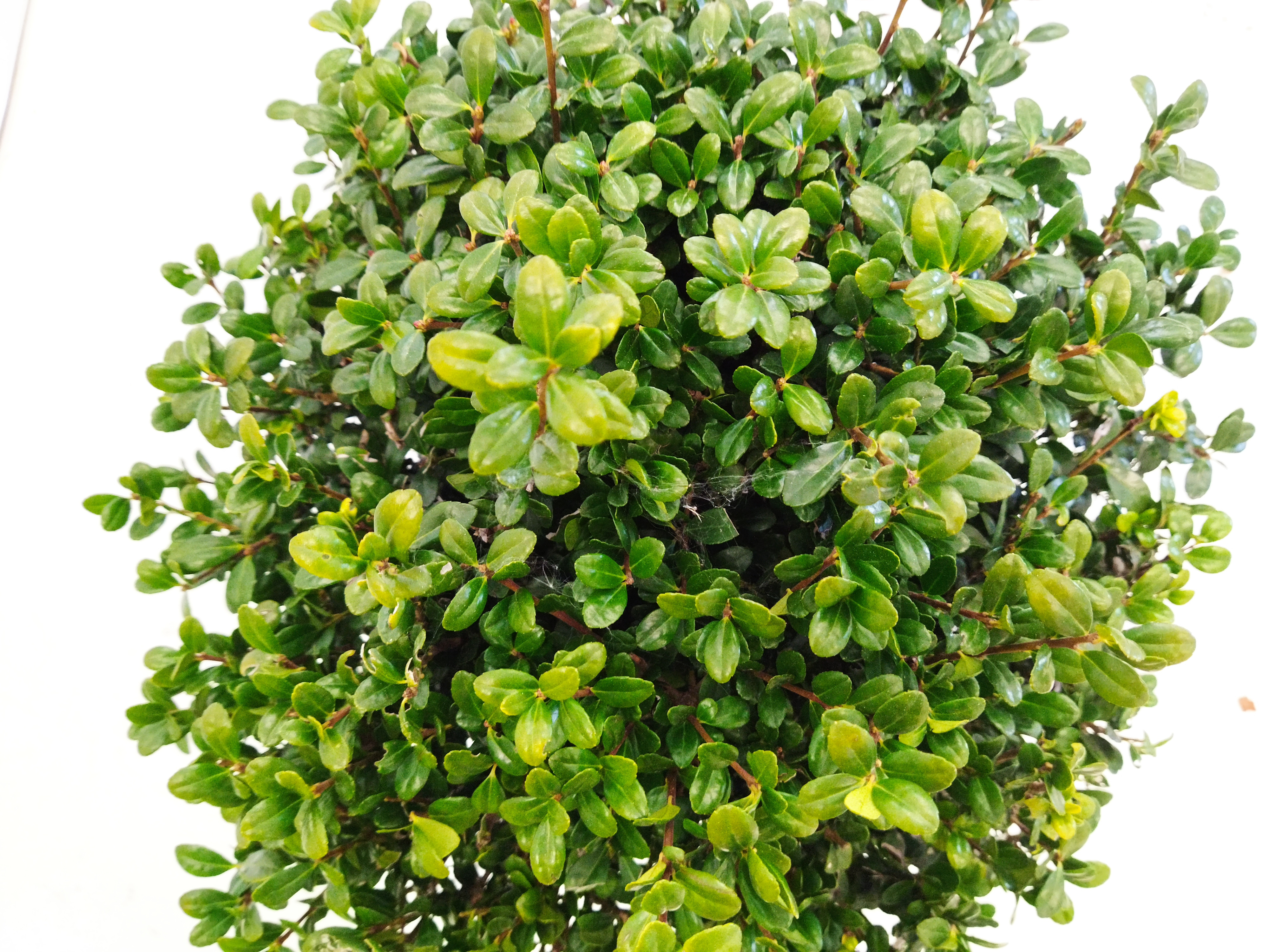 Ilex crenata "Caroline Upright" 10L 30/35