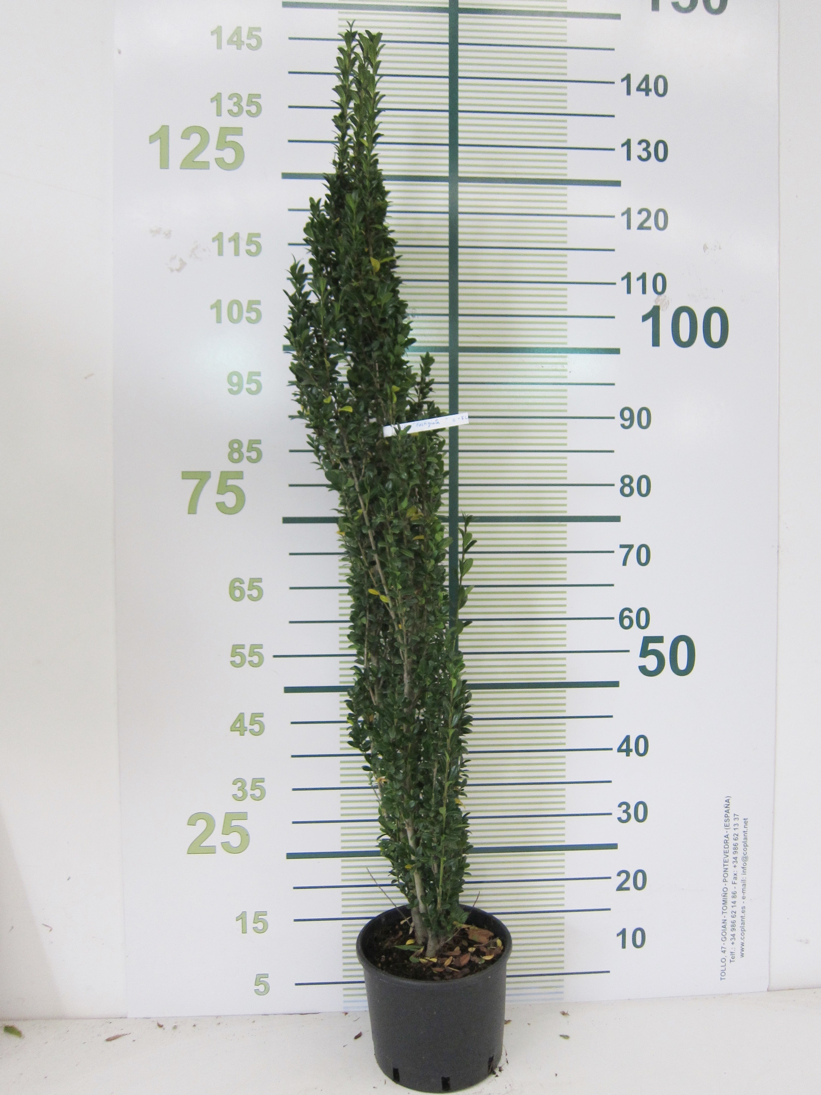 Ilex crenata "Fastigiata" 4L 60/80