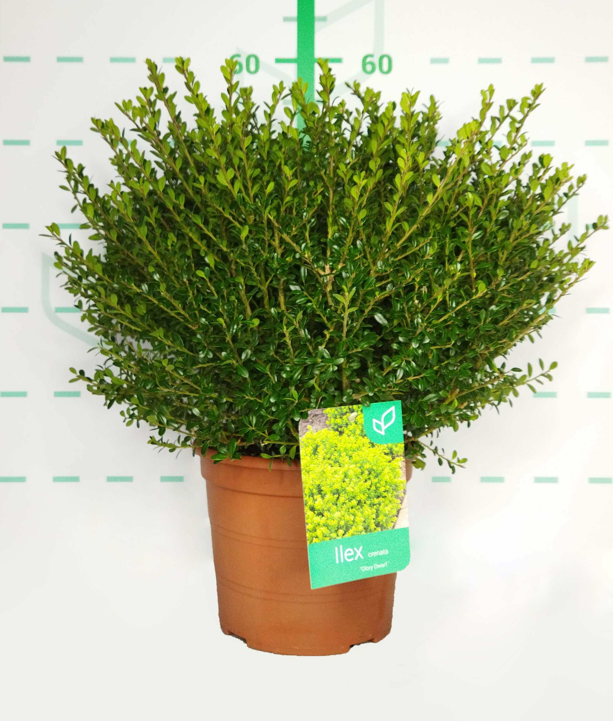 Ilex crenata "Glorie Dwarf" 5L Deco 20/30 DP 30/40