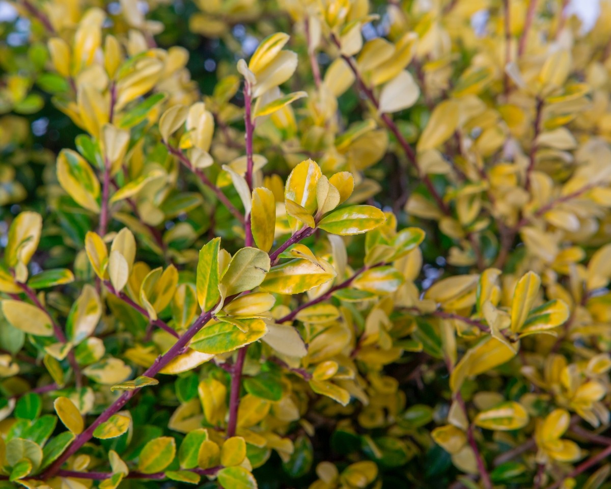 Ilex crenata 5L 25/30 "Caroline Upright"