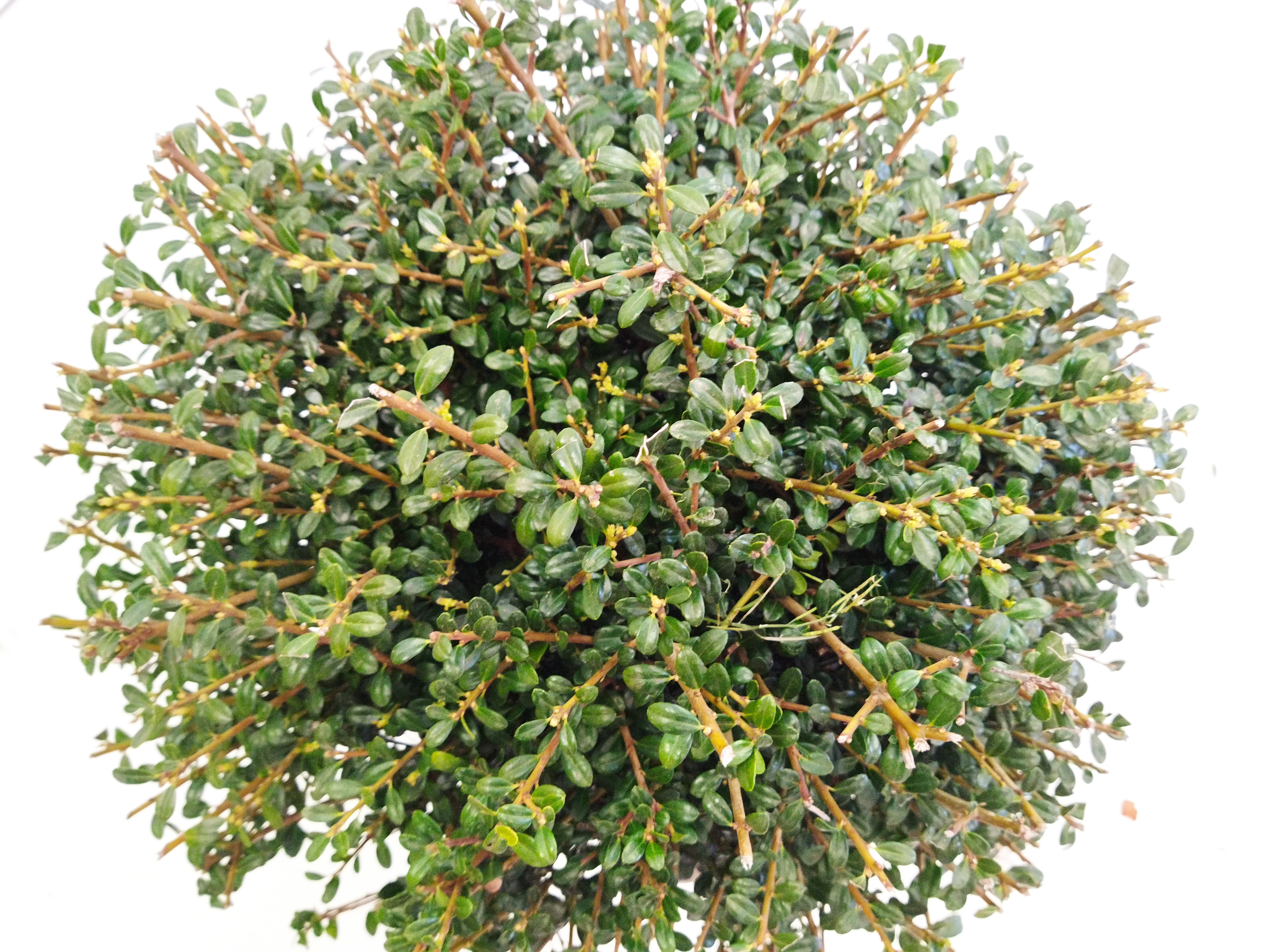 Ilex crenata "Glory Gem" 10L 30/40 DP 30/40