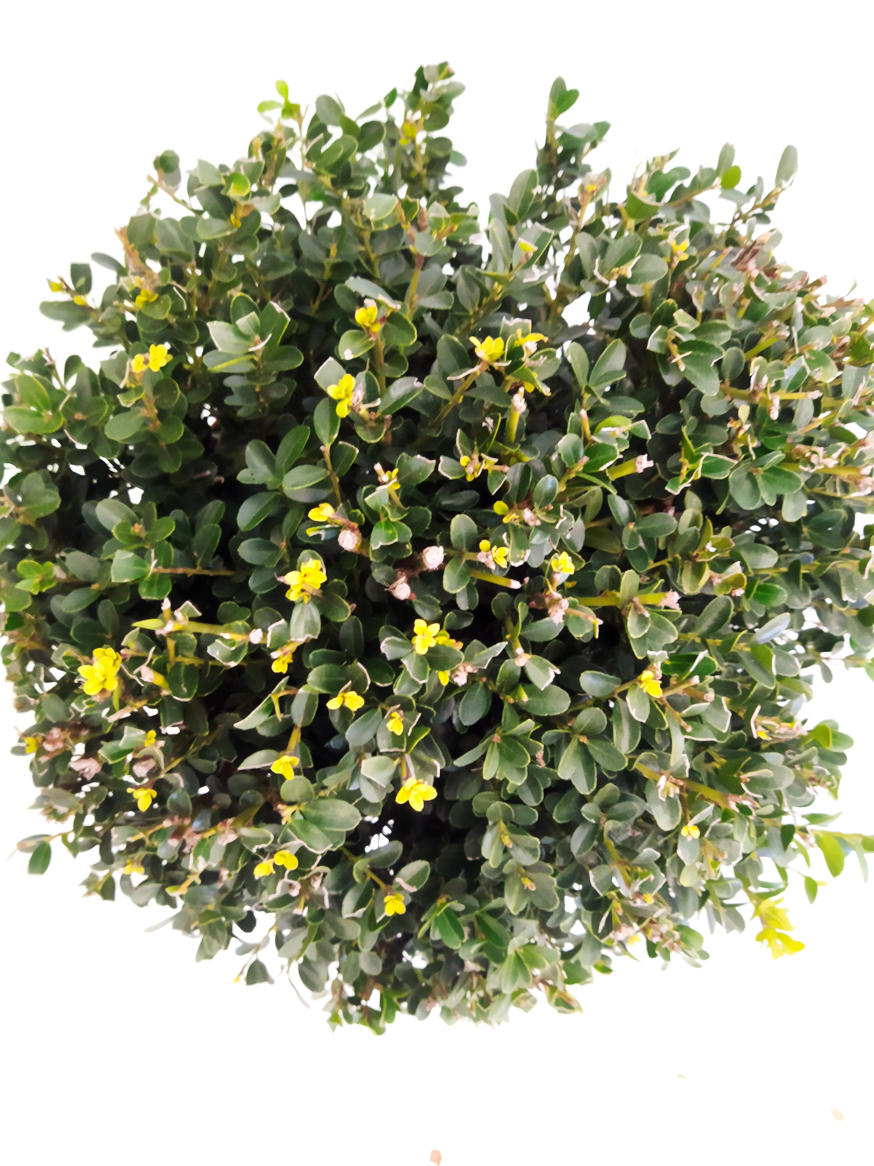 Ilex crenata "Green Hedge" 10L 20/30