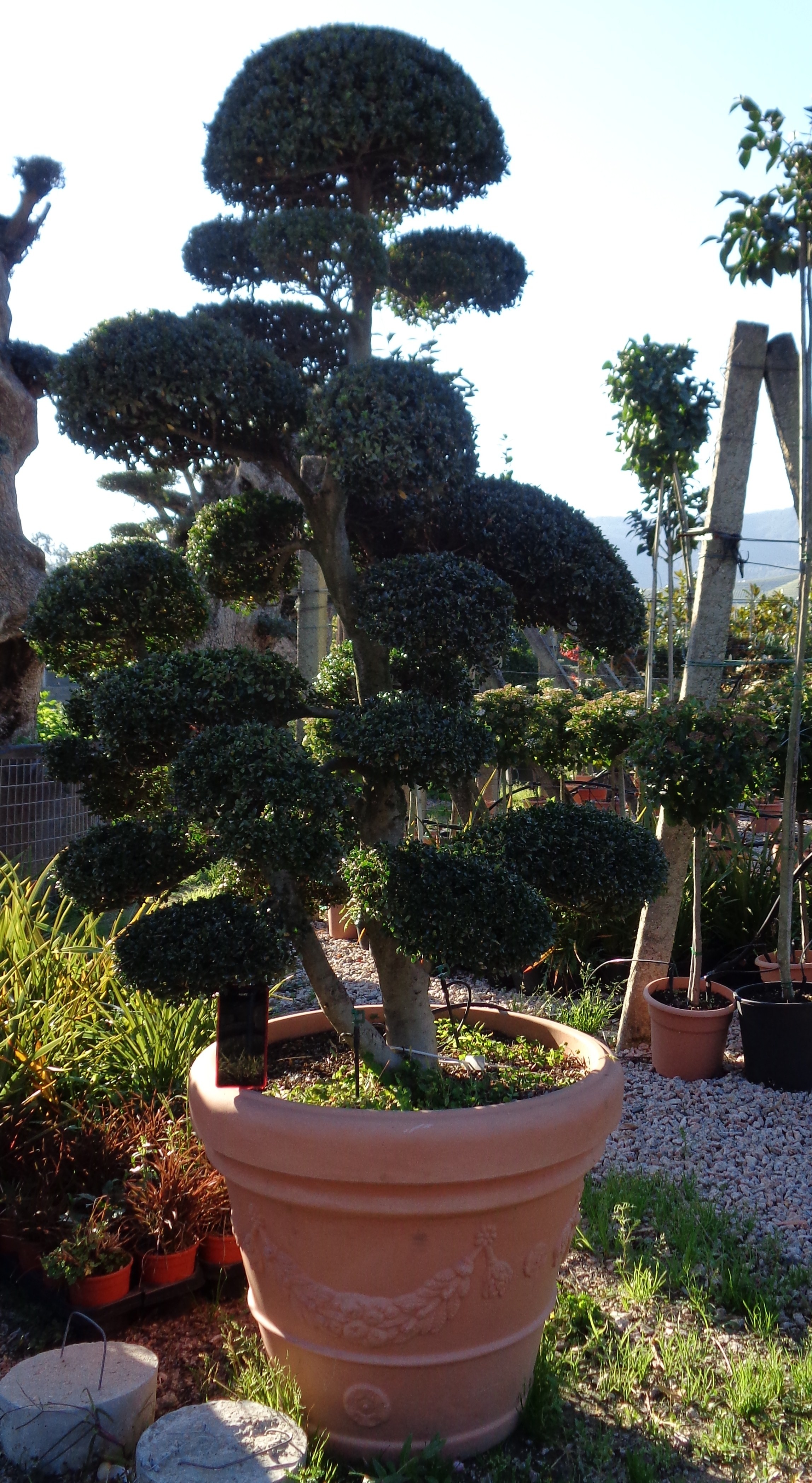 Ilex crenata "Macrobonsai" 110L Deco 150/180