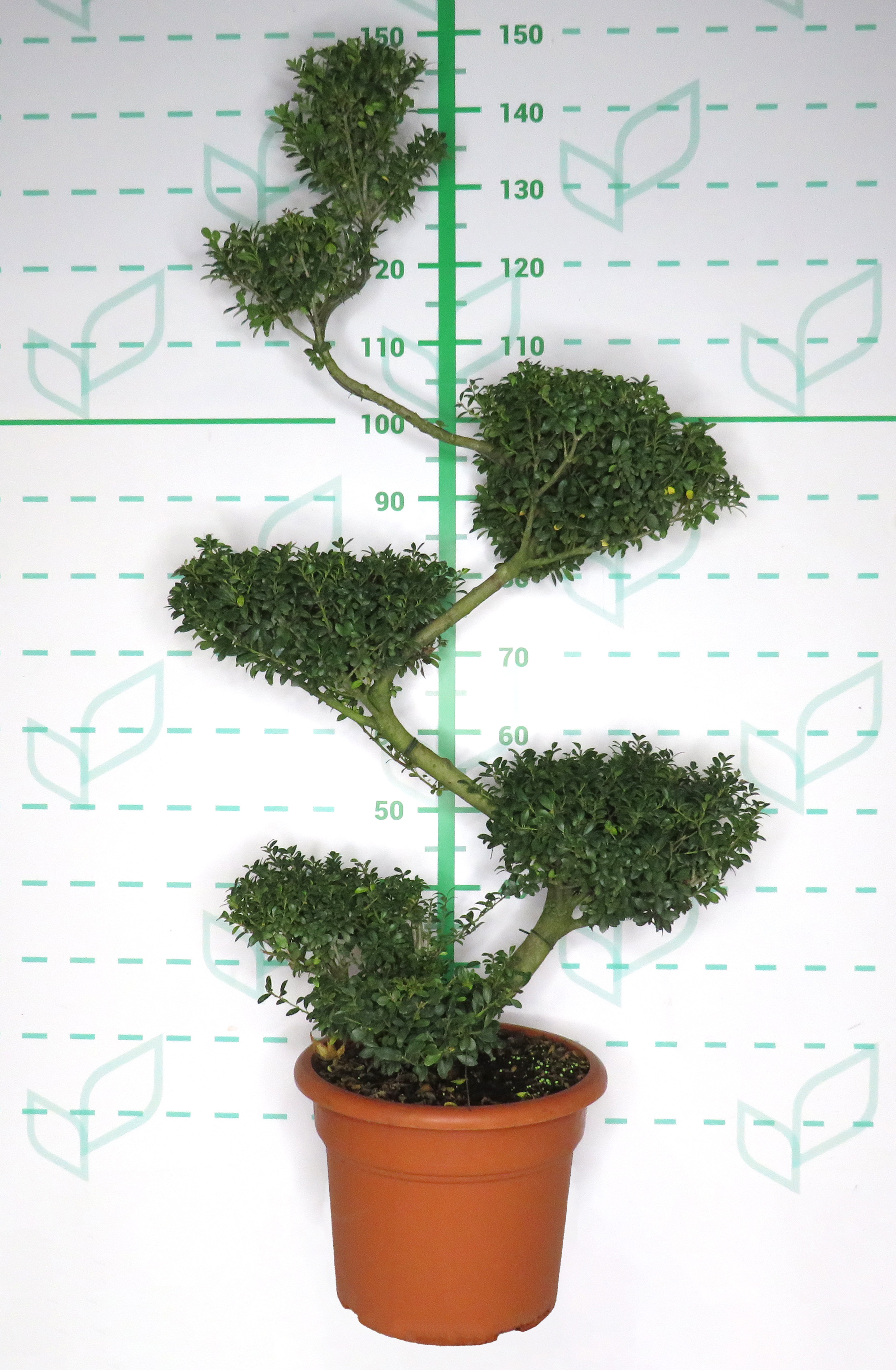 Ilex crenata 15L Deco 100/120 Bonsai