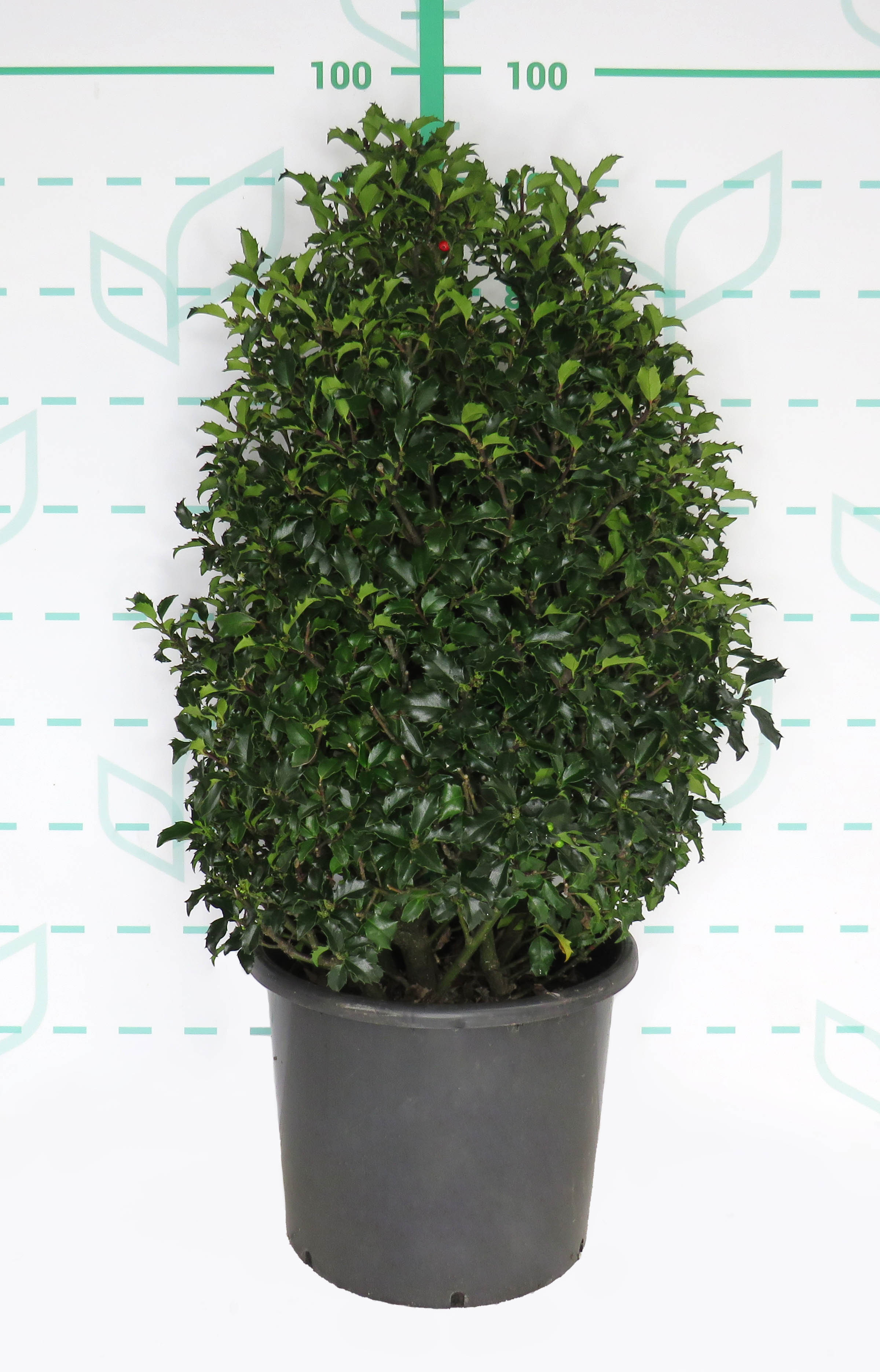 Ilex meserveae "Blue Princess" 15L 70/80