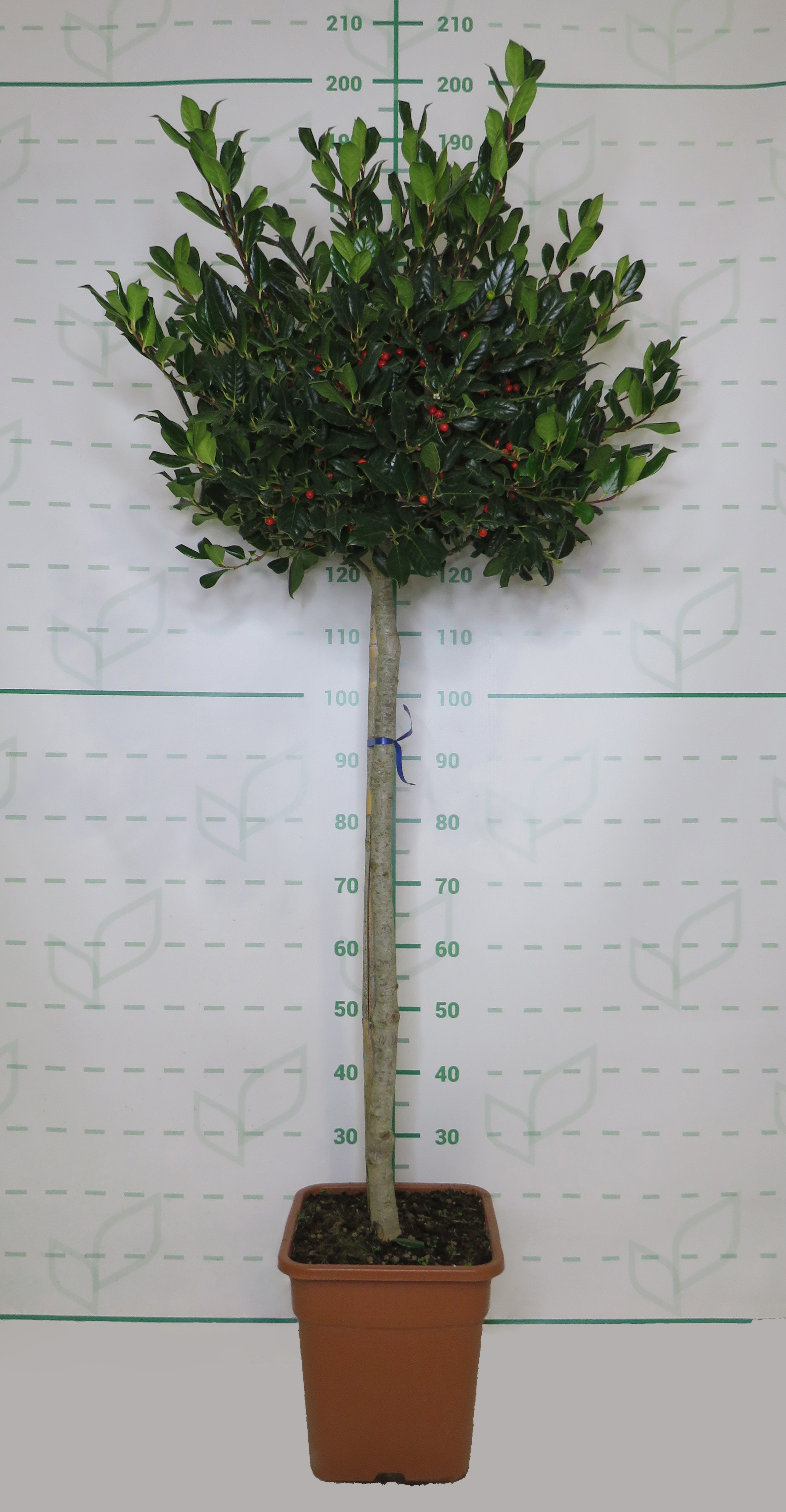 Ilex "Nellie R. Stevens" 18L Cuadrada Ht 80/100 130/140