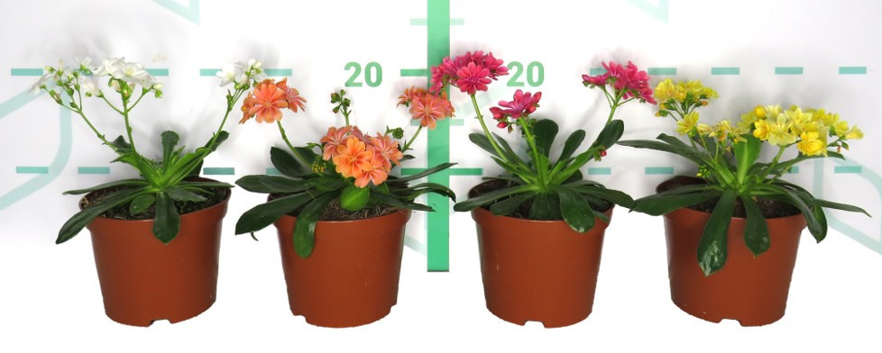 Lewisia cotyledon 1L