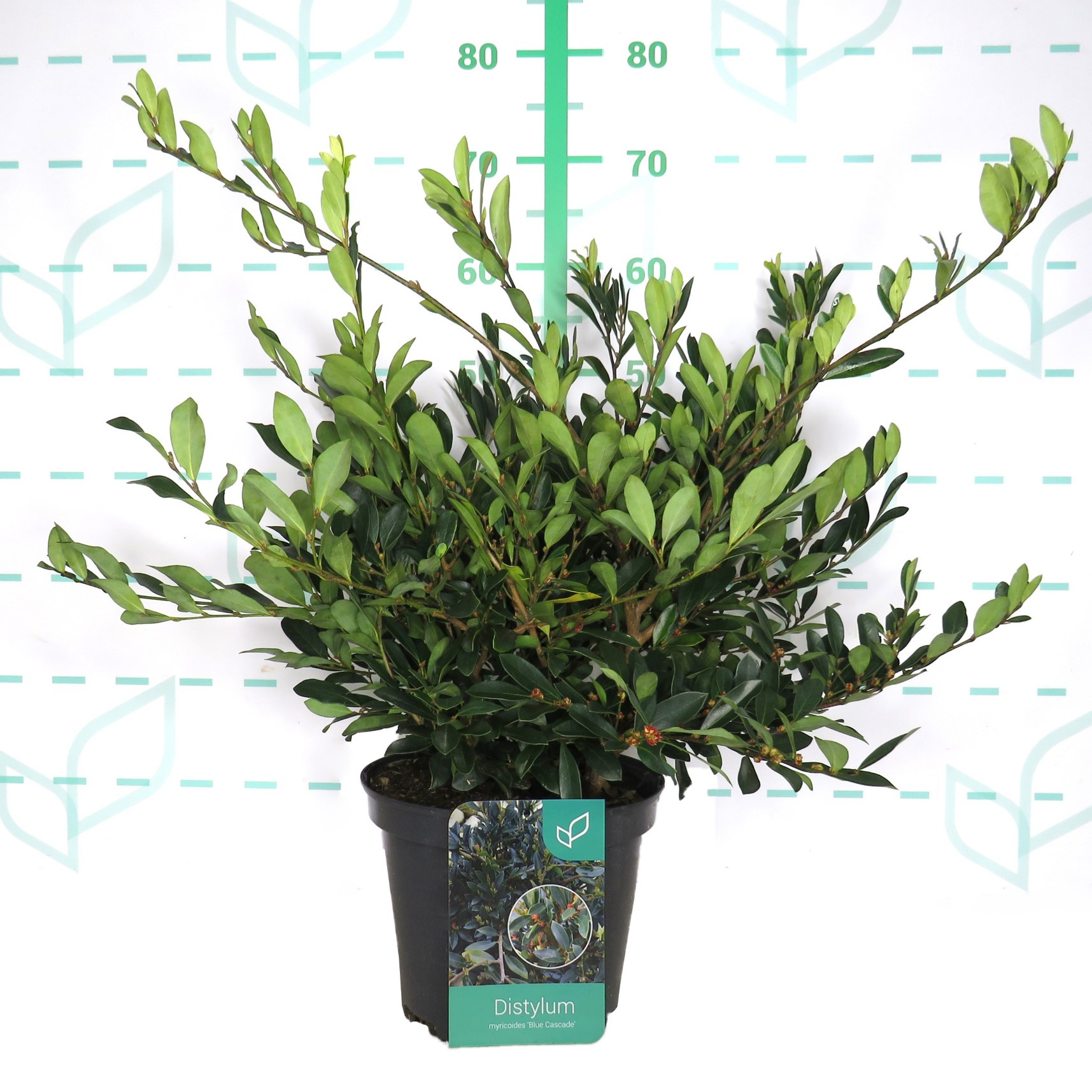 Distylium myricoides "Blue Cascade" ® 5L 20/30 DP 30/40