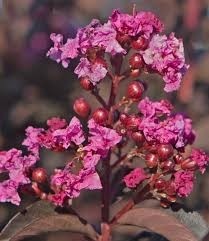 Lagerstroemia indica "Black Diamond" 5L 90/110