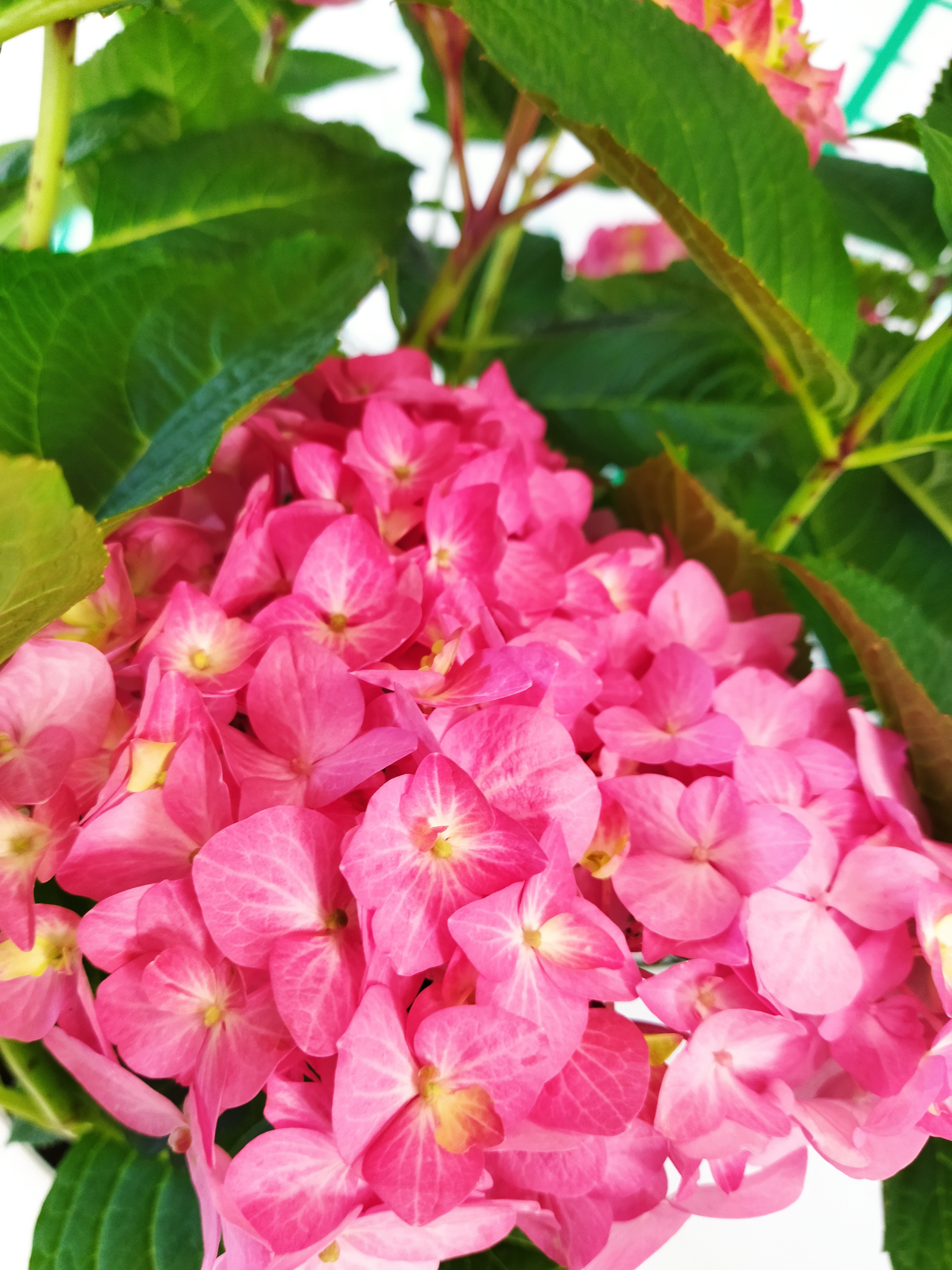 Hydrangea macrophylla "Diva Fiore" ® 5L 30/40 Refloreciente