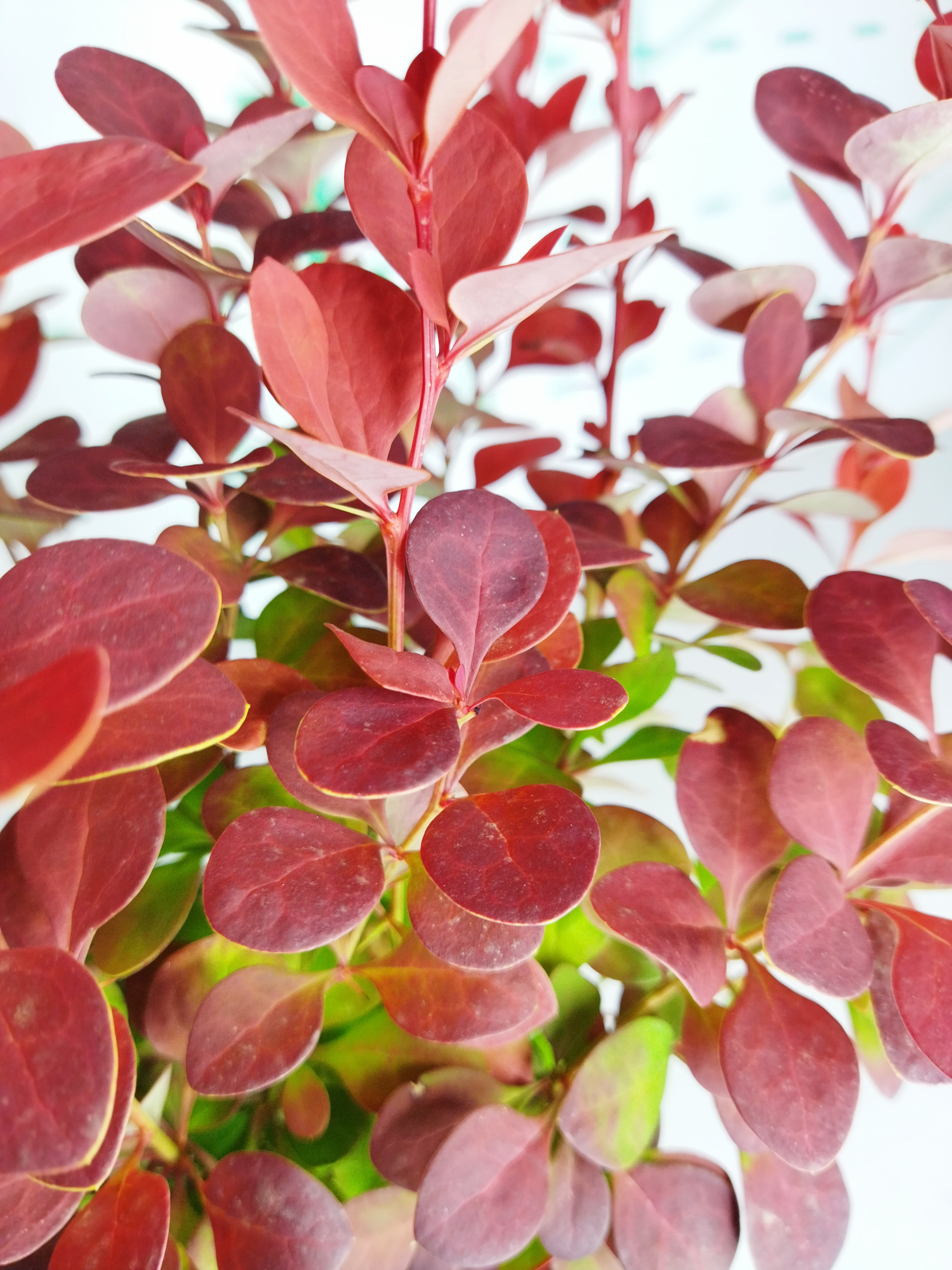 Berberis thunbergii "Orange Rocket" 2L 20/30