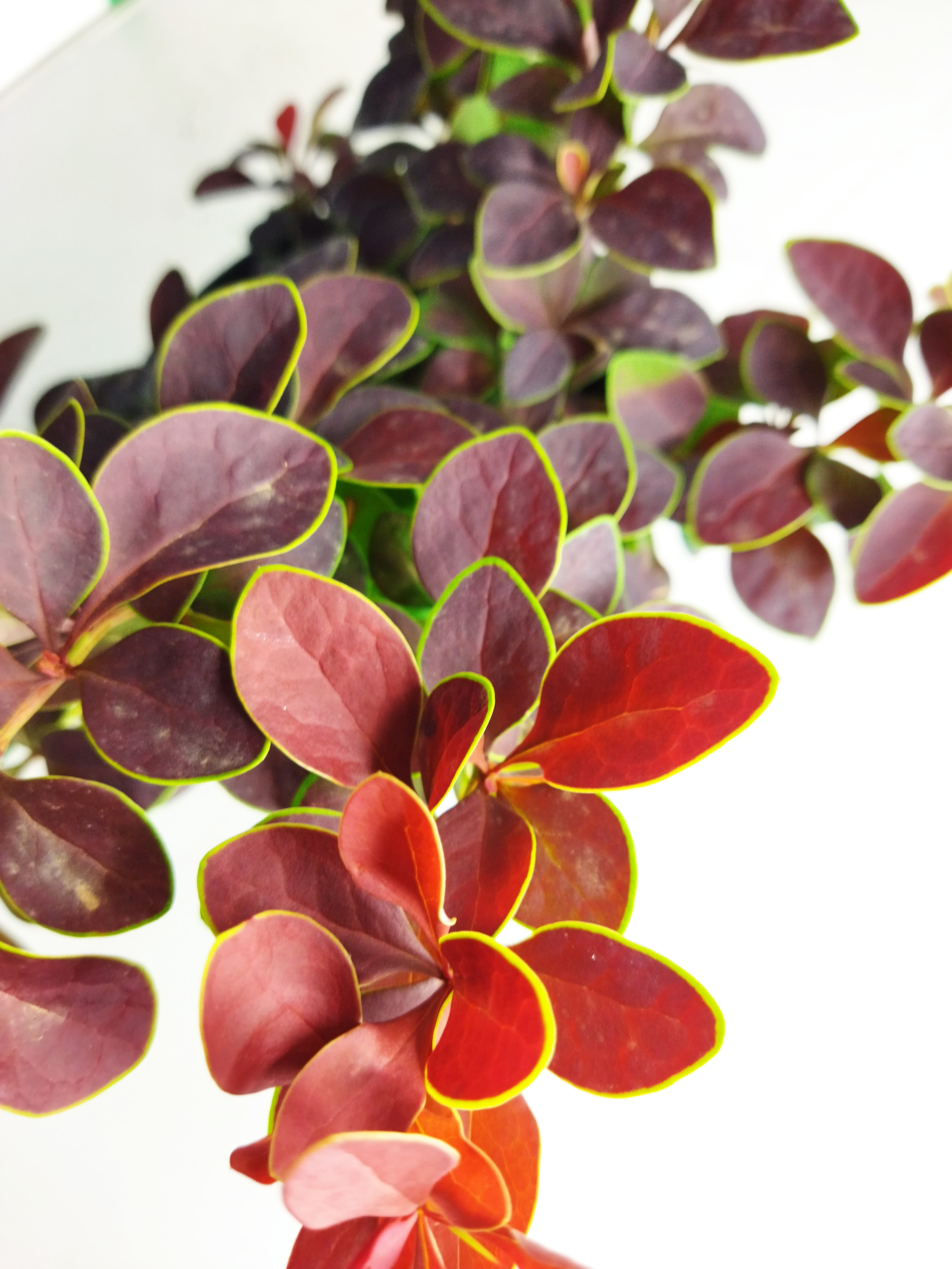 Berberis thunbergii "Rose Glow" 2L 15/20