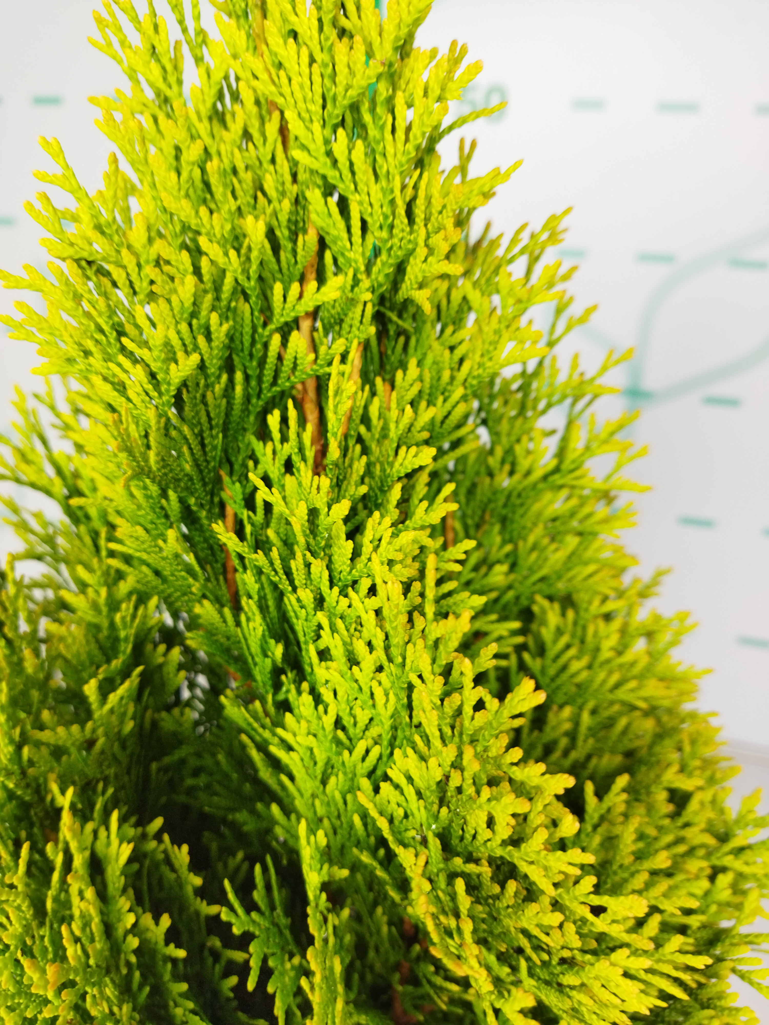 Thuja occidentalis "Golden Esmeralda" 2.5L Deco 30/40