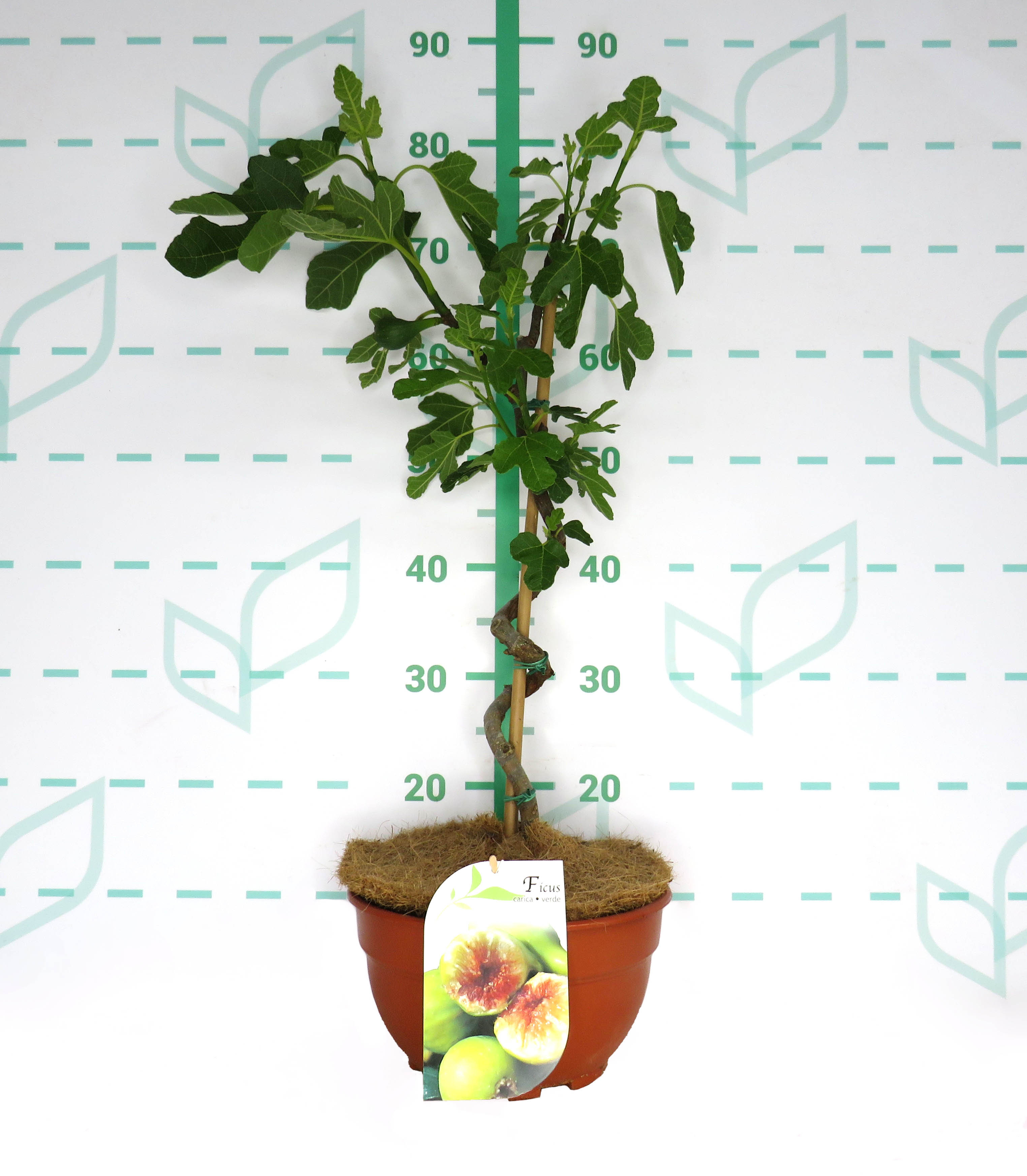 Ficus carica 5L Tarrina Espiral Ht 30 55/65