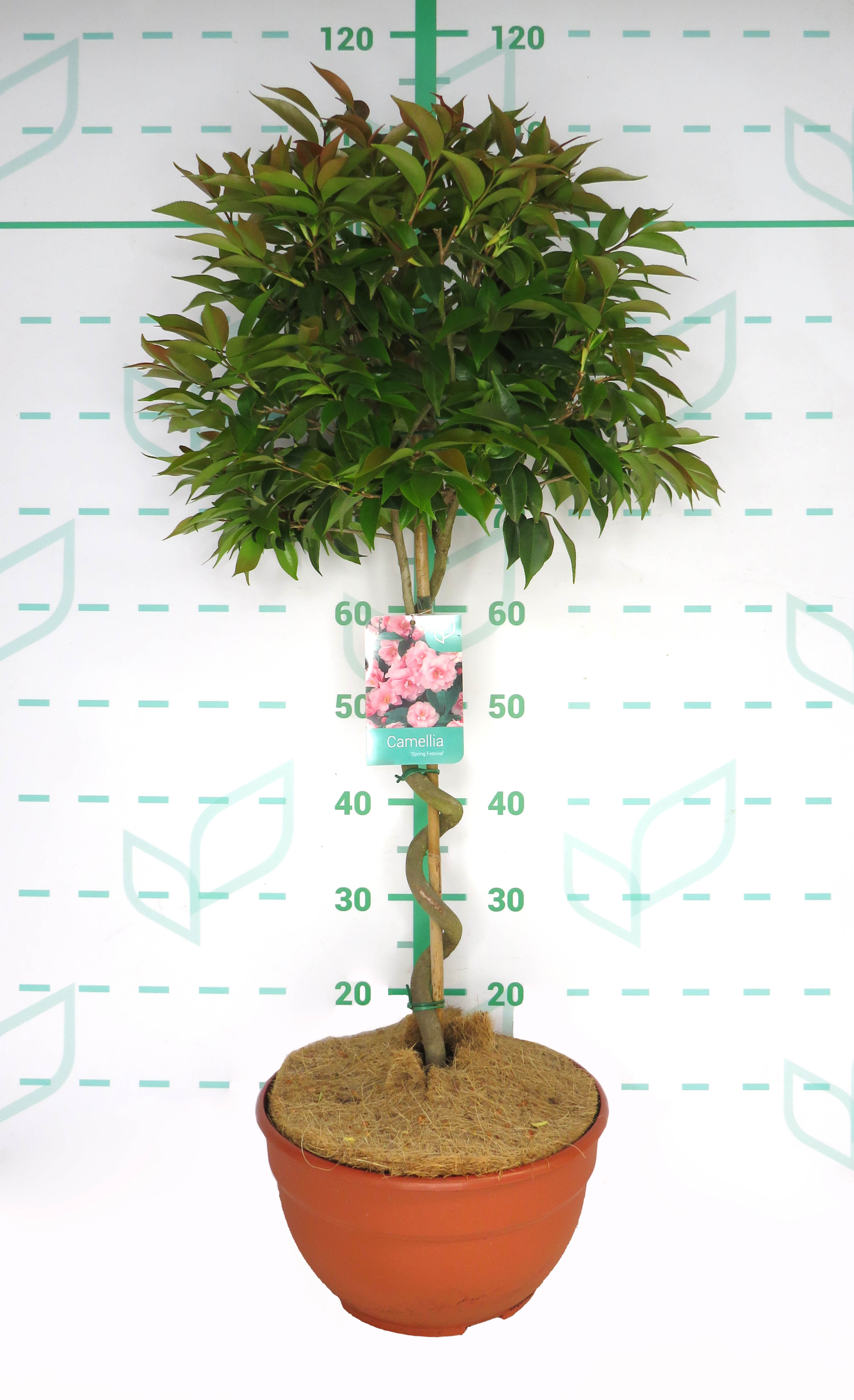 Camellia "Spring Festival" 5L Tarrina Espiral Ht 50 80/90