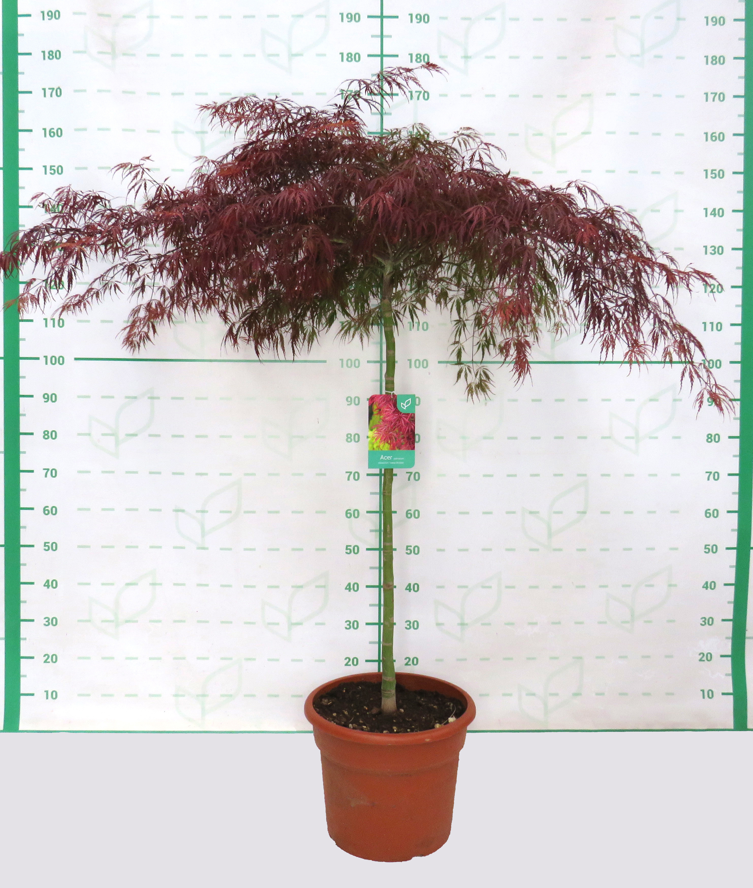 Acer palmatum "Dissectum Inaba Shidare" 25L Deco Ht 100 130