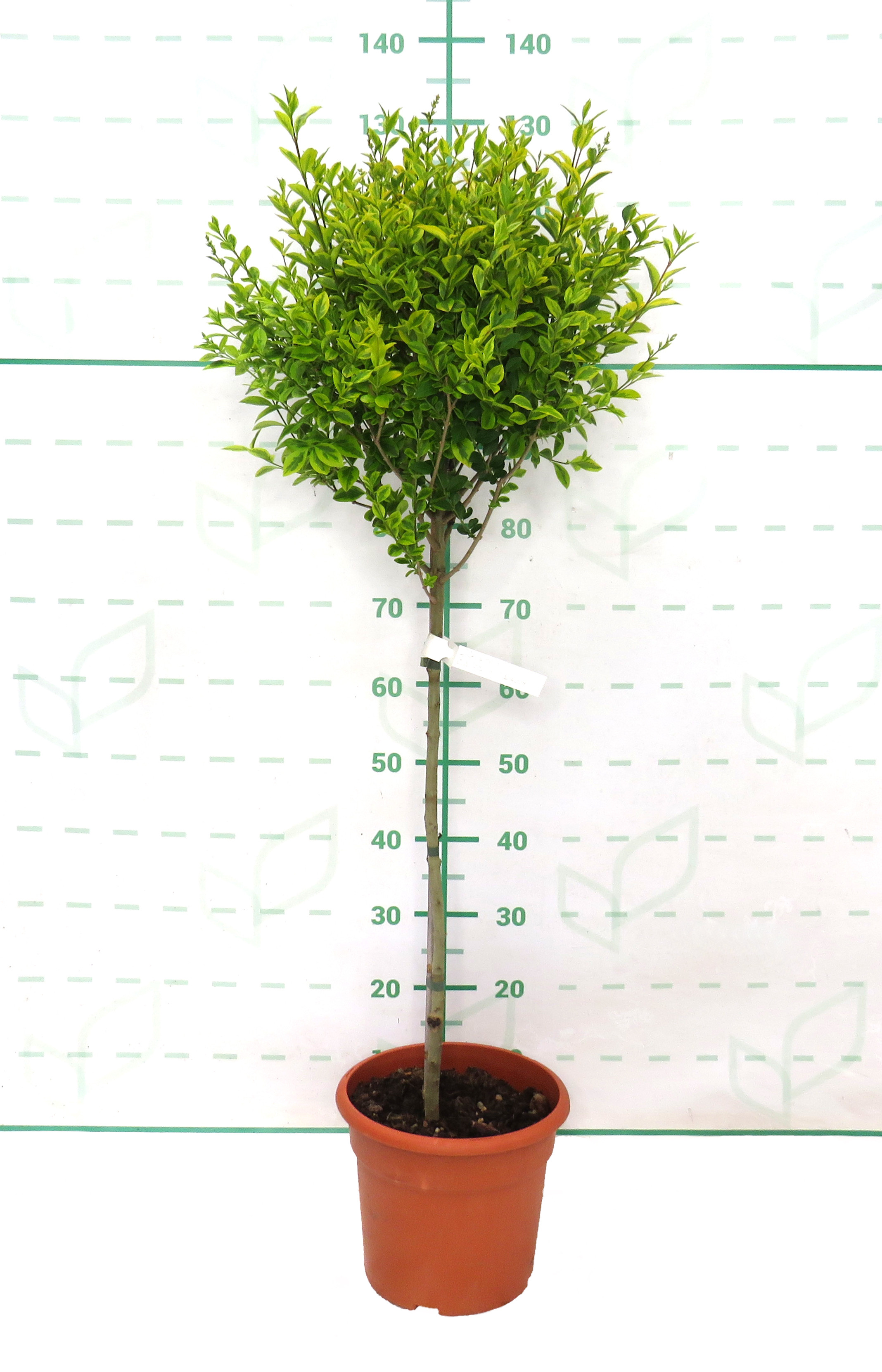 Ligustrum ovalifolium "Aureum" 10L Deco Ht 60 110