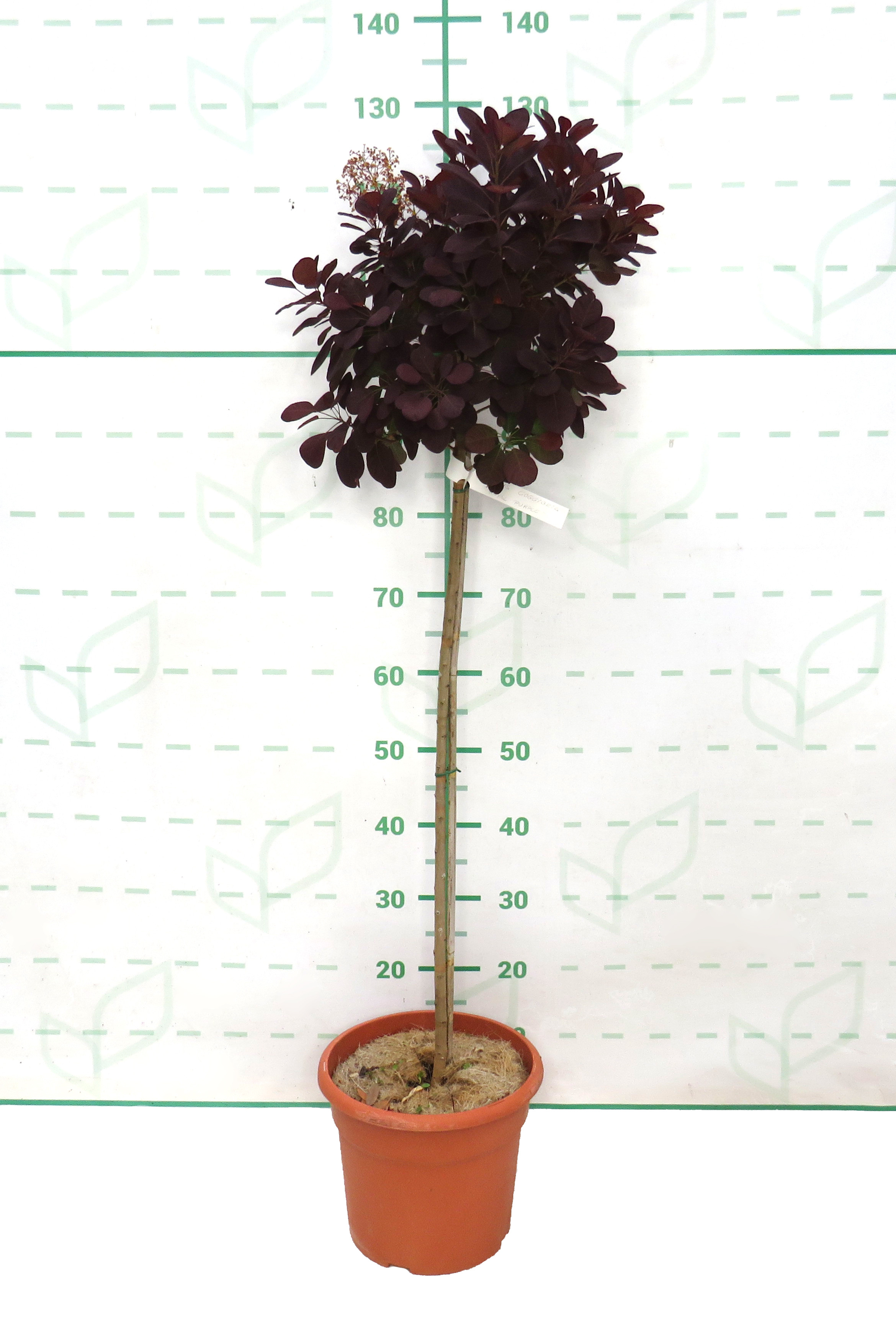 Cotinus coggygria "Royal Purple" 10L Deco Ht 80 100/110