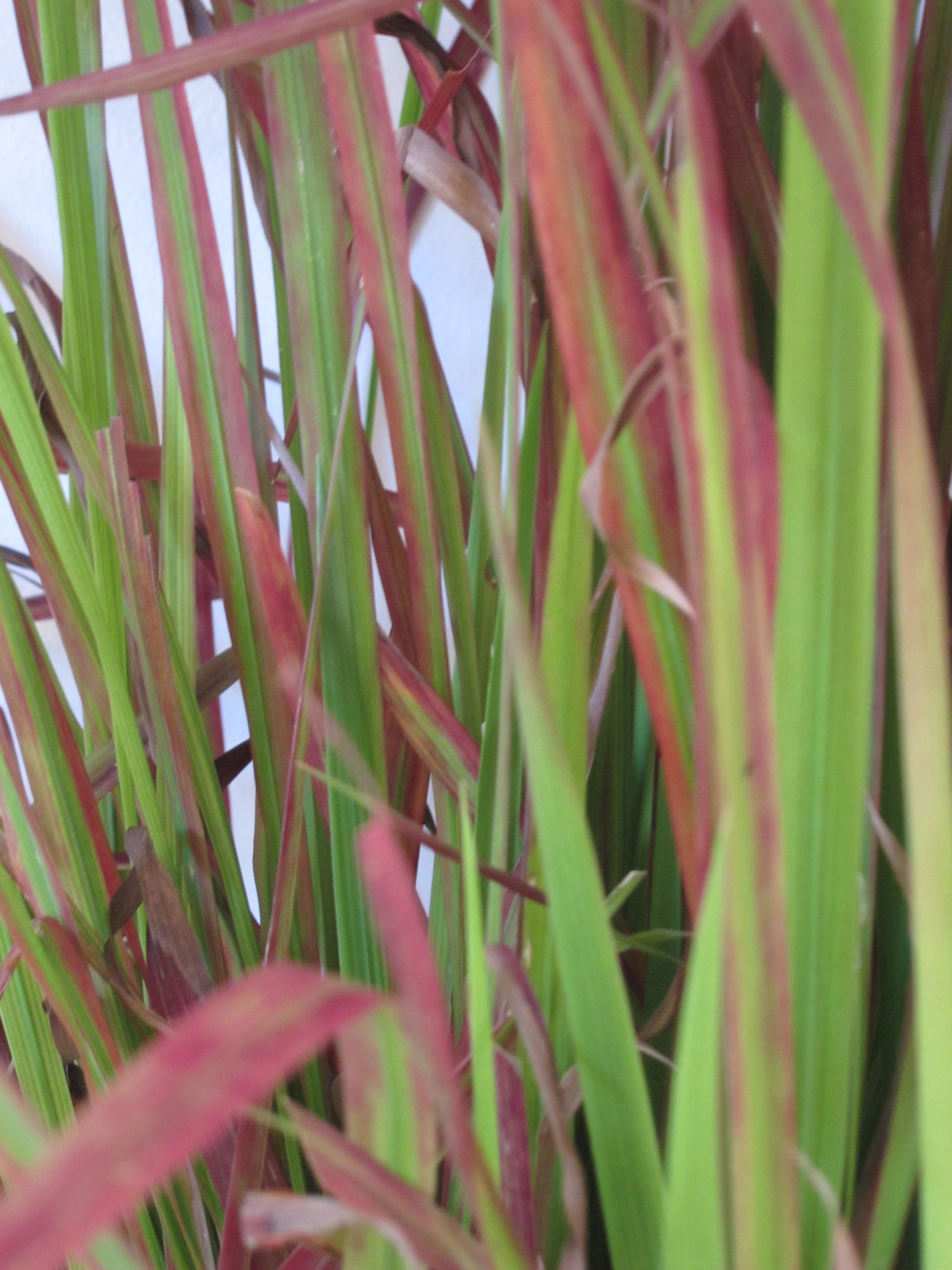 Imperata cylindrica "Red Baron" 5L 30/40