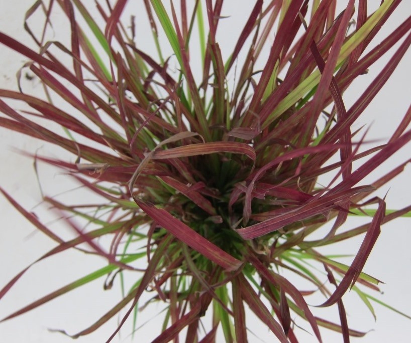 Imperata cylindrica "Red Baron" 2.5L R/C 20/30