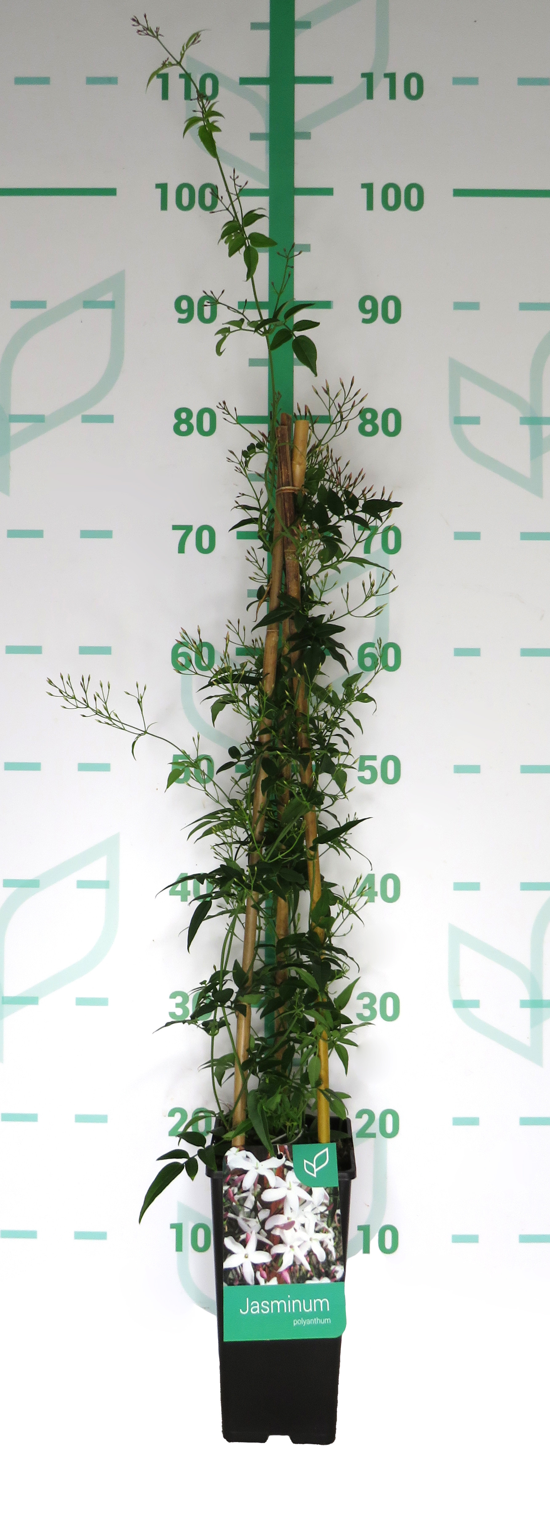 Jasminum polyanthum 2L Alto 3 Tutores 60 